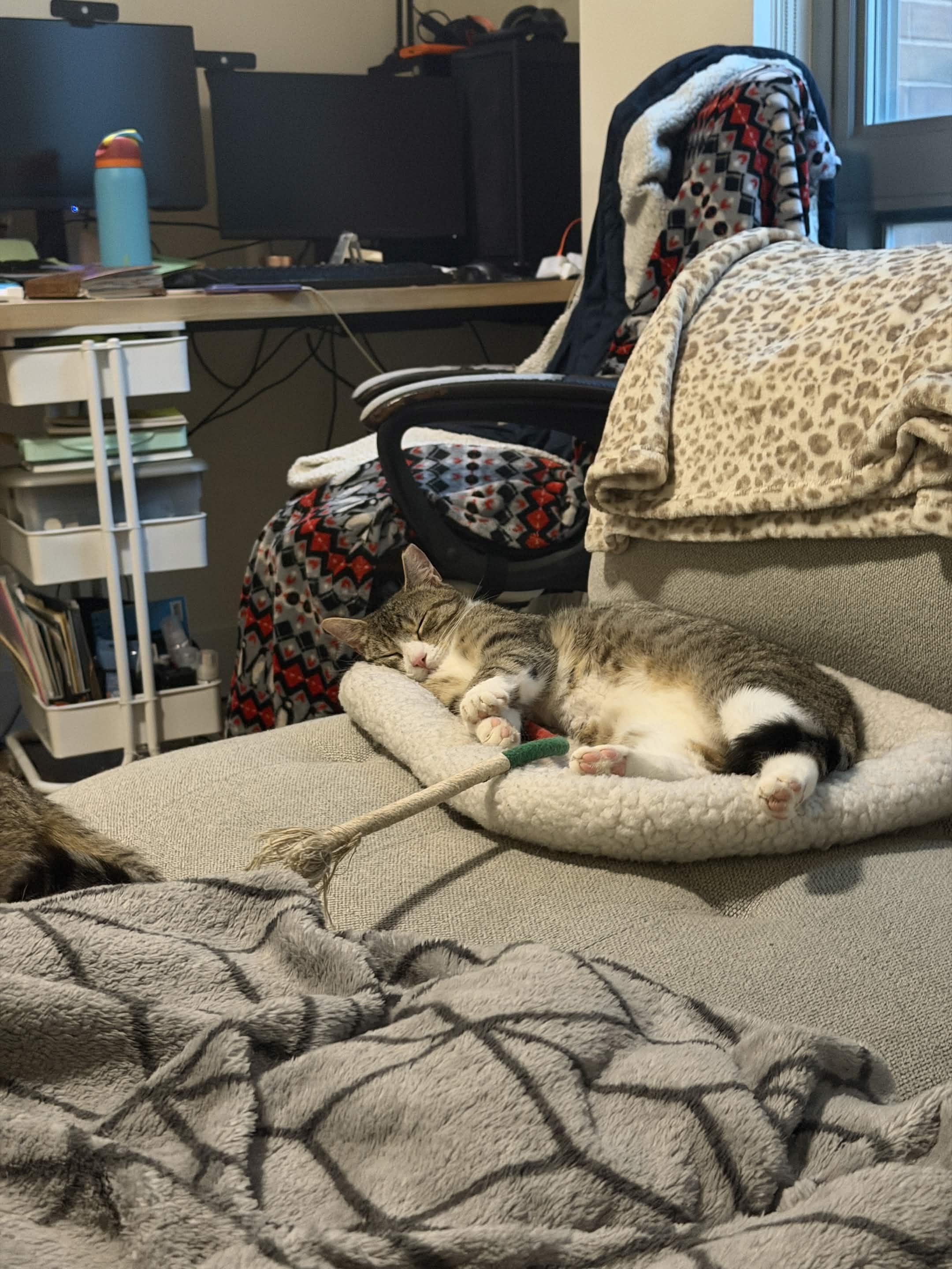 Enlarge Kai, a ADOPTABLE Domestic Short Hair in Weehawken, NJ image 5/6