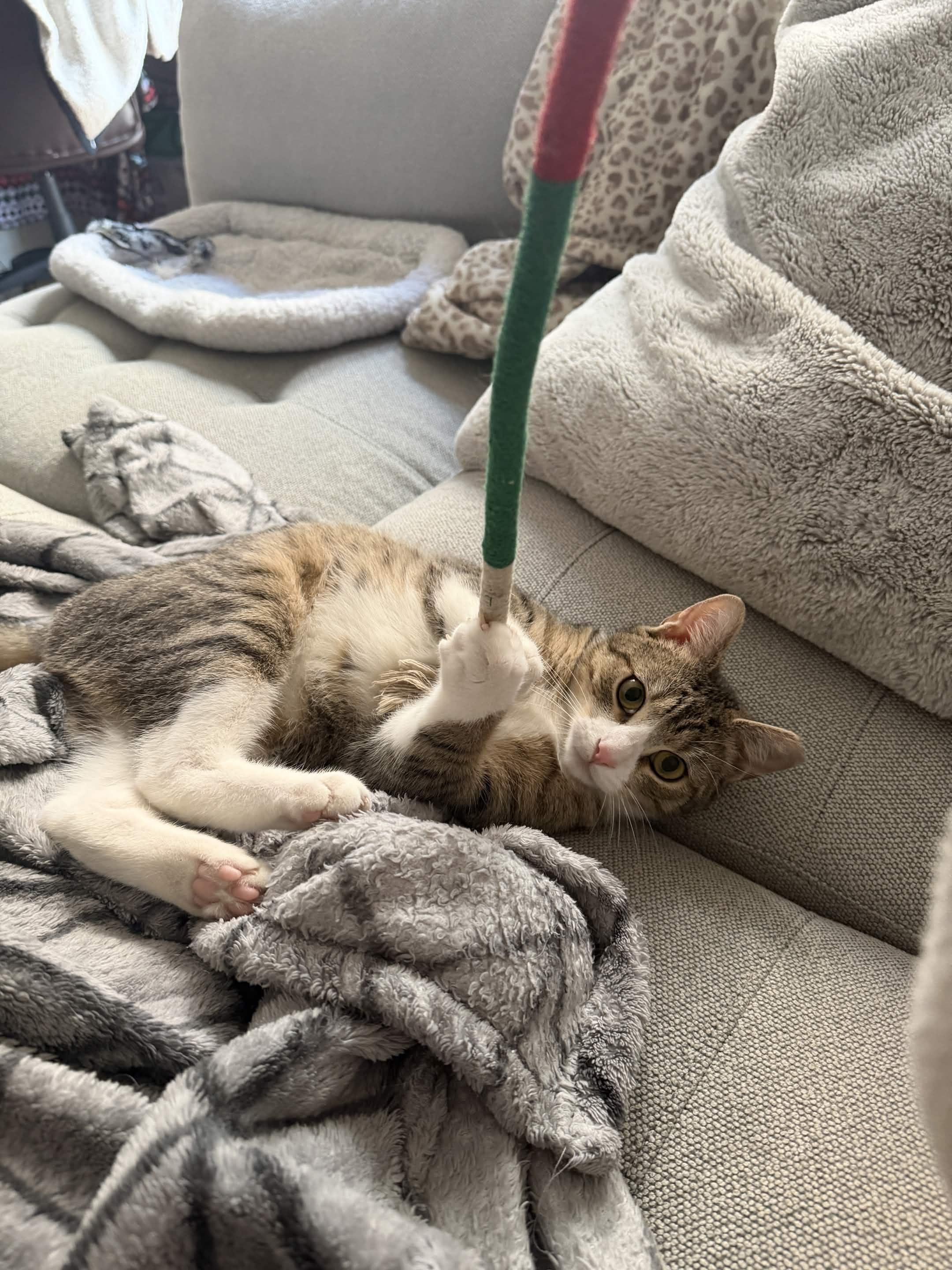 Enlarge Kai, a ADOPTABLE Domestic Short Hair in Weehawken, NJ image 6/6