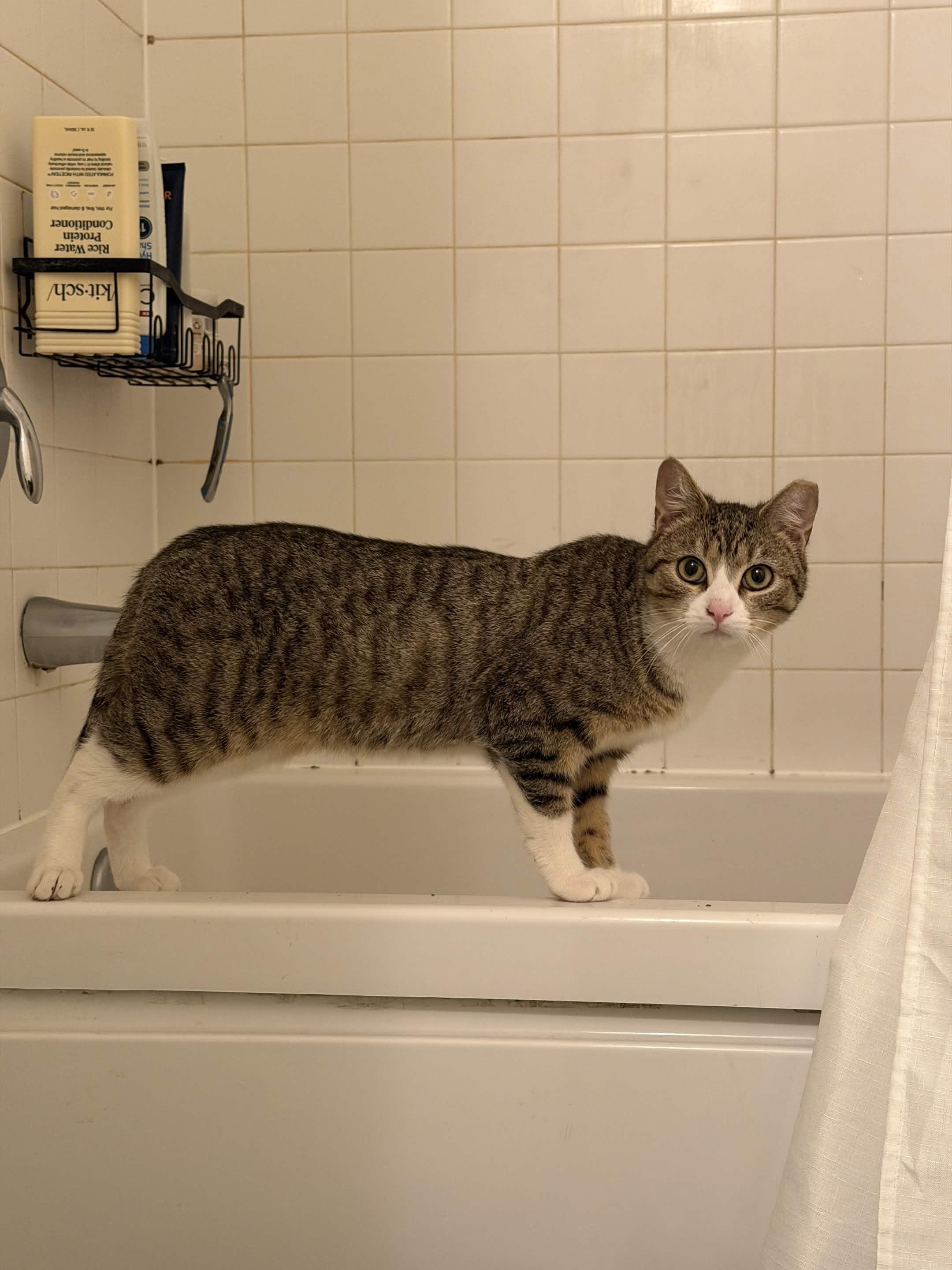 Enlarge Kai, a ADOPTABLE Domestic Short Hair in Weehawken, NJ image 4/6