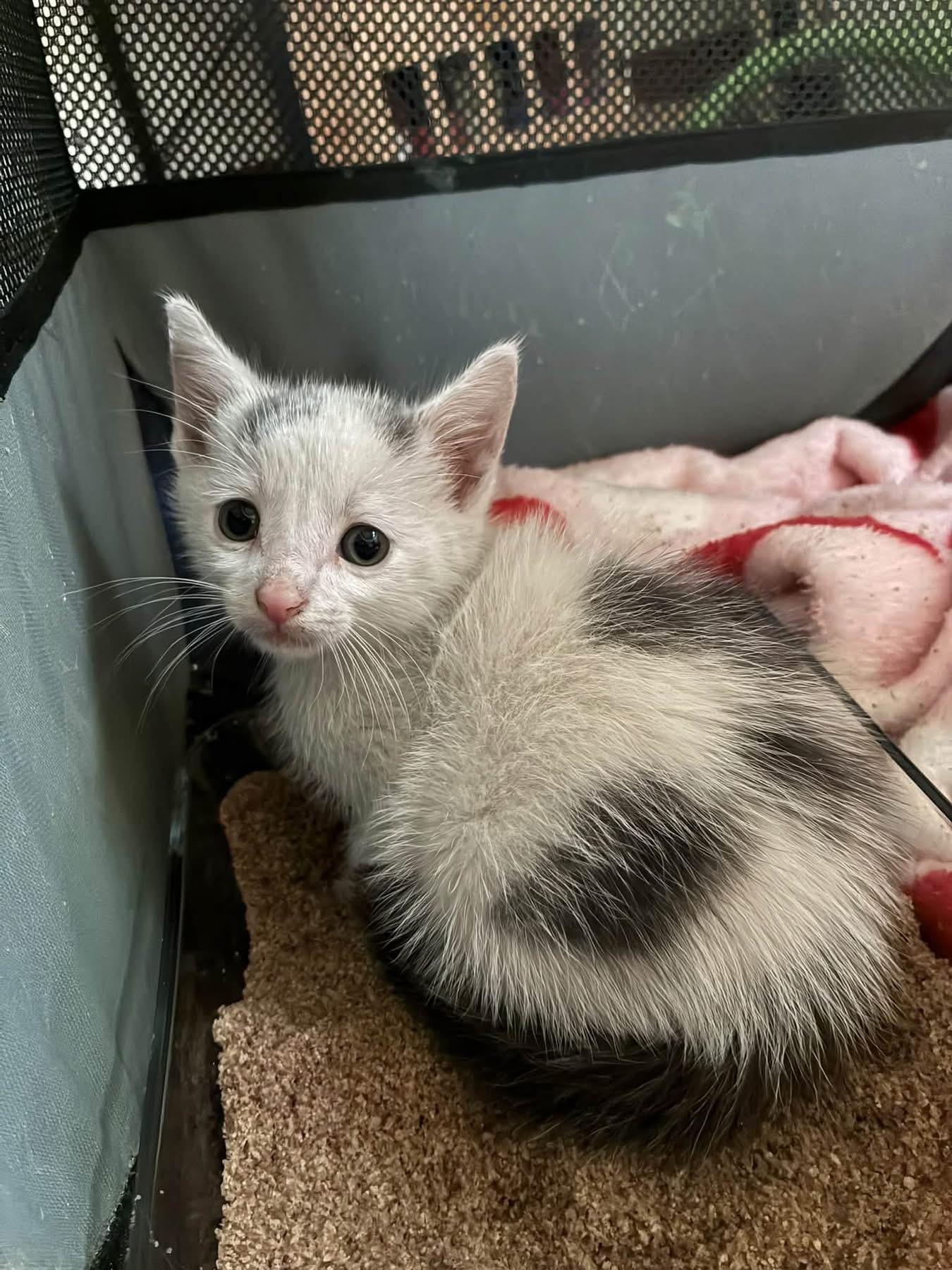 Enlarge Possum, a Adoptable Domestic Short Hair in Grosse Pointe Park, MI image 6/6