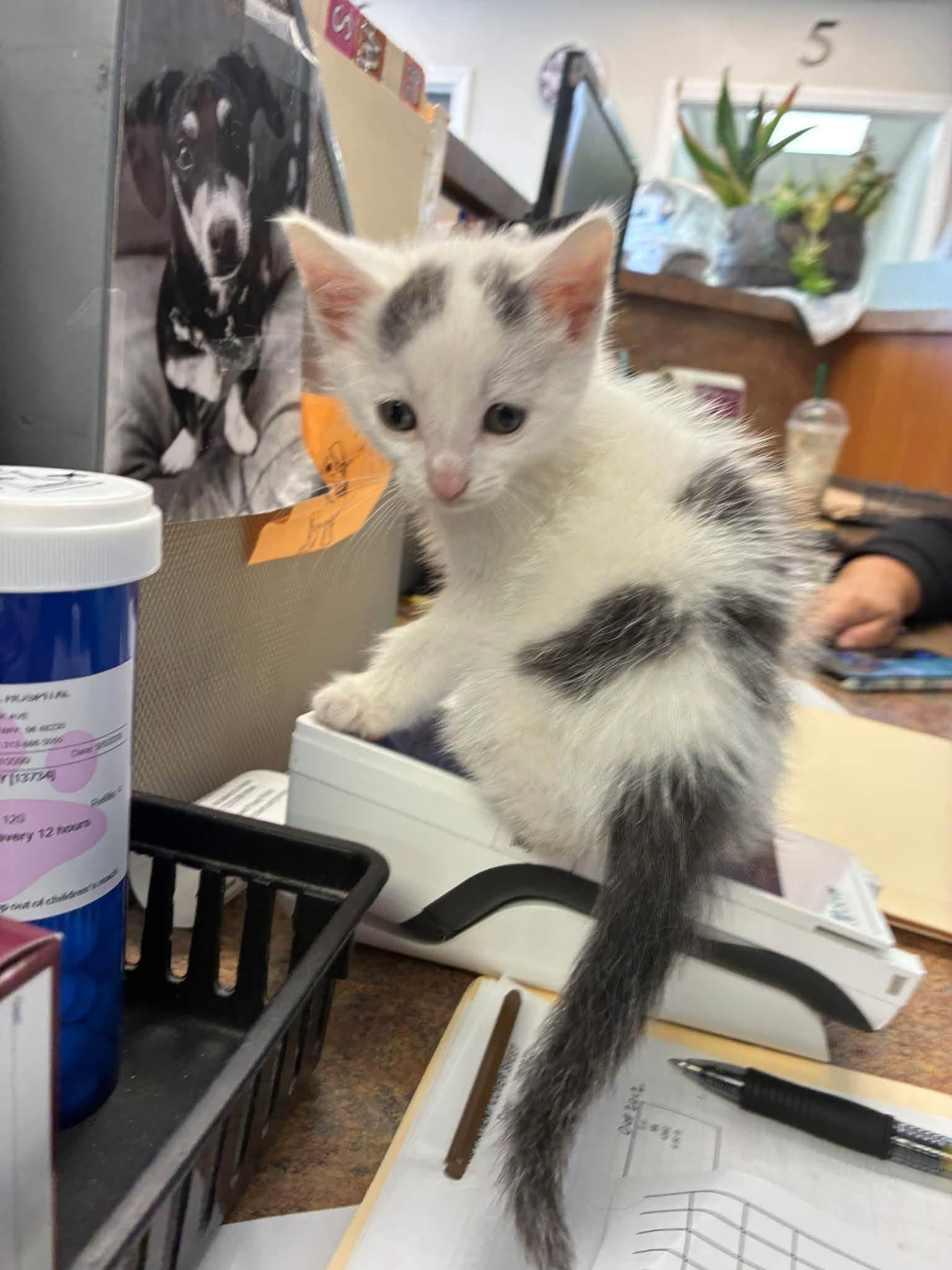 Enlarge Possum, a Adoptable Domestic Short Hair in Grosse Pointe Park, MI image 4/6