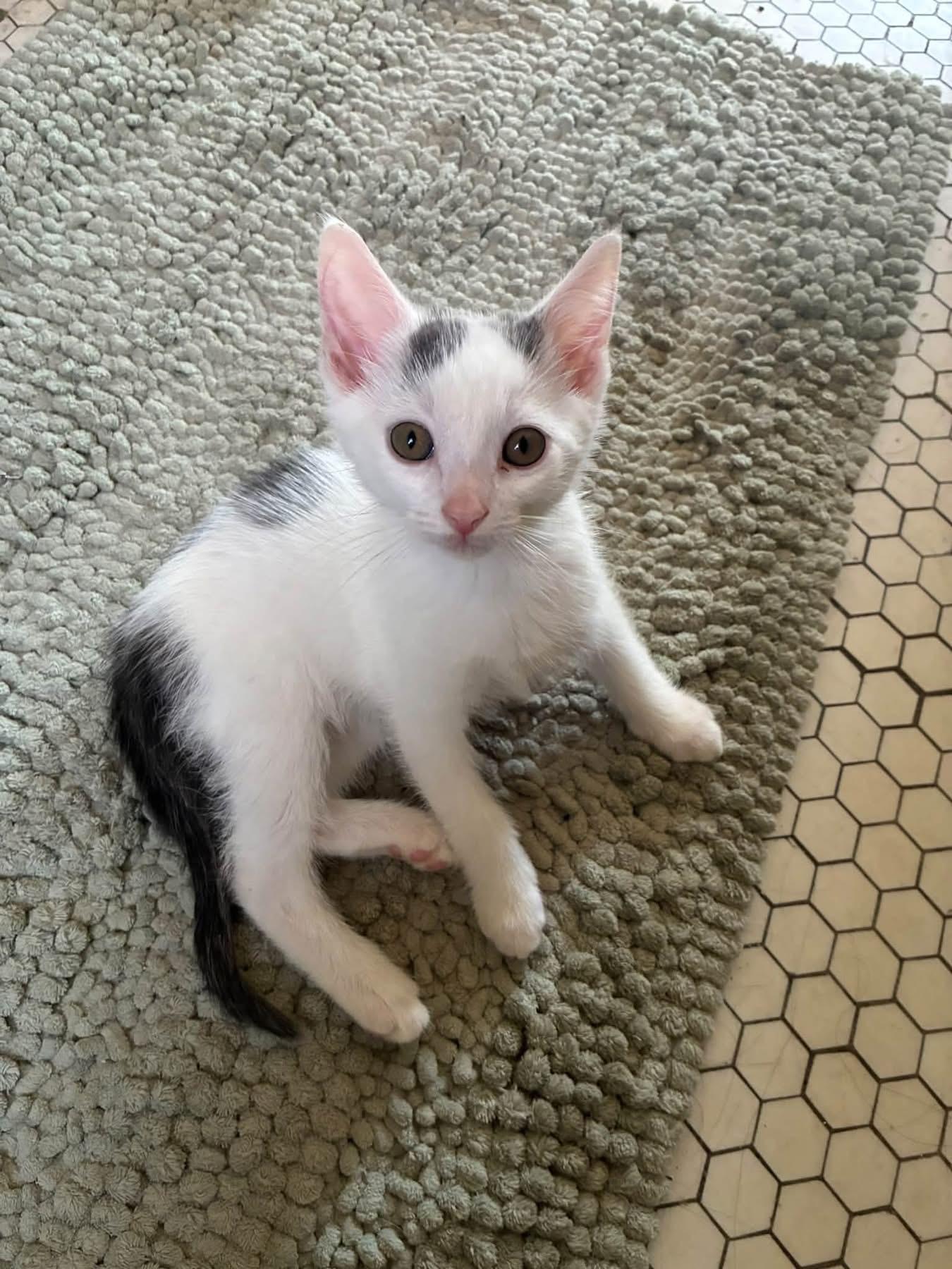 Possum, Adoptable, Kitten Male Domestic Short Hair.