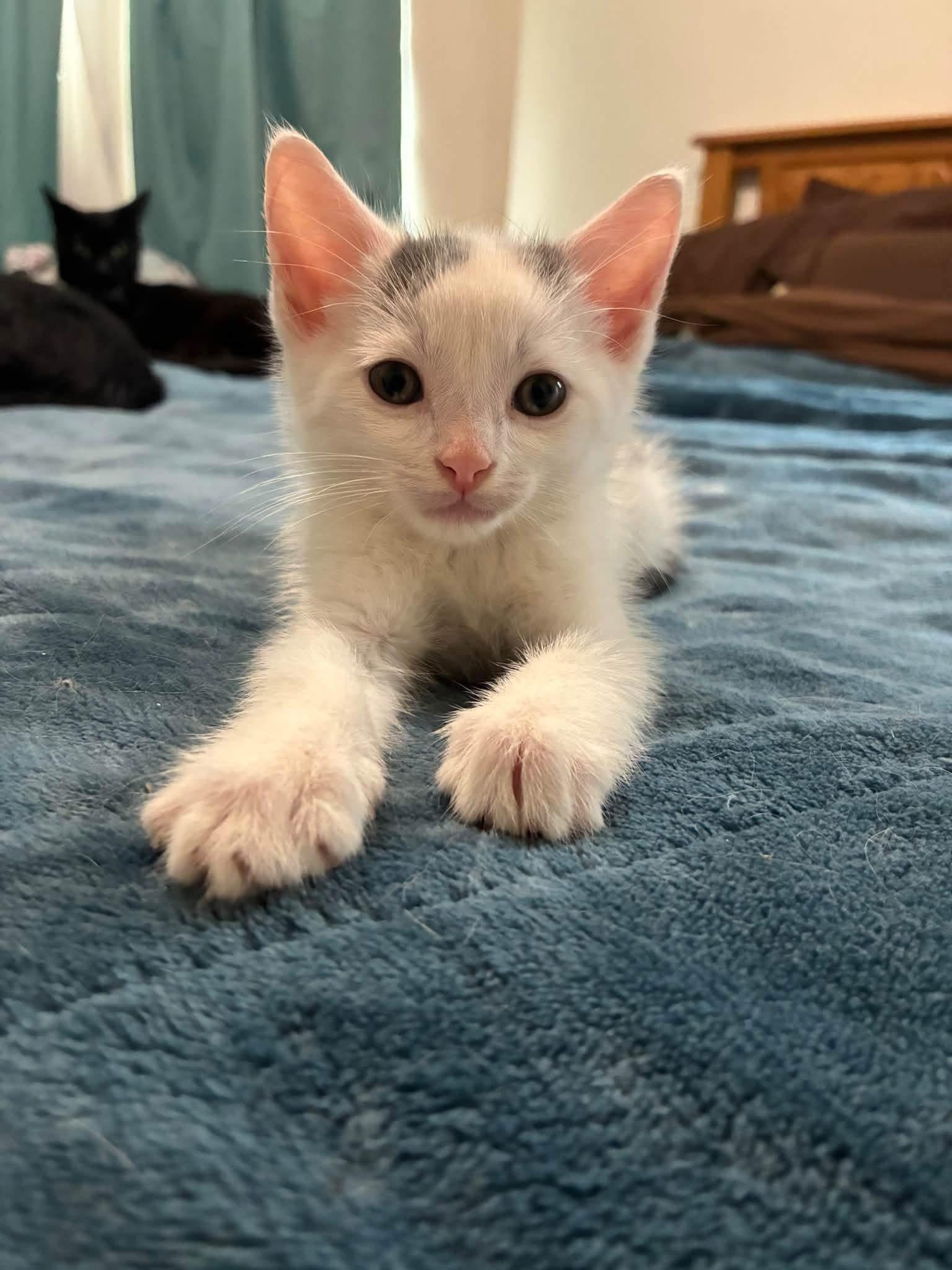 Enlarge Possum, a Adoptable Domestic Short Hair in Grosse Pointe Park, MI image 5/6