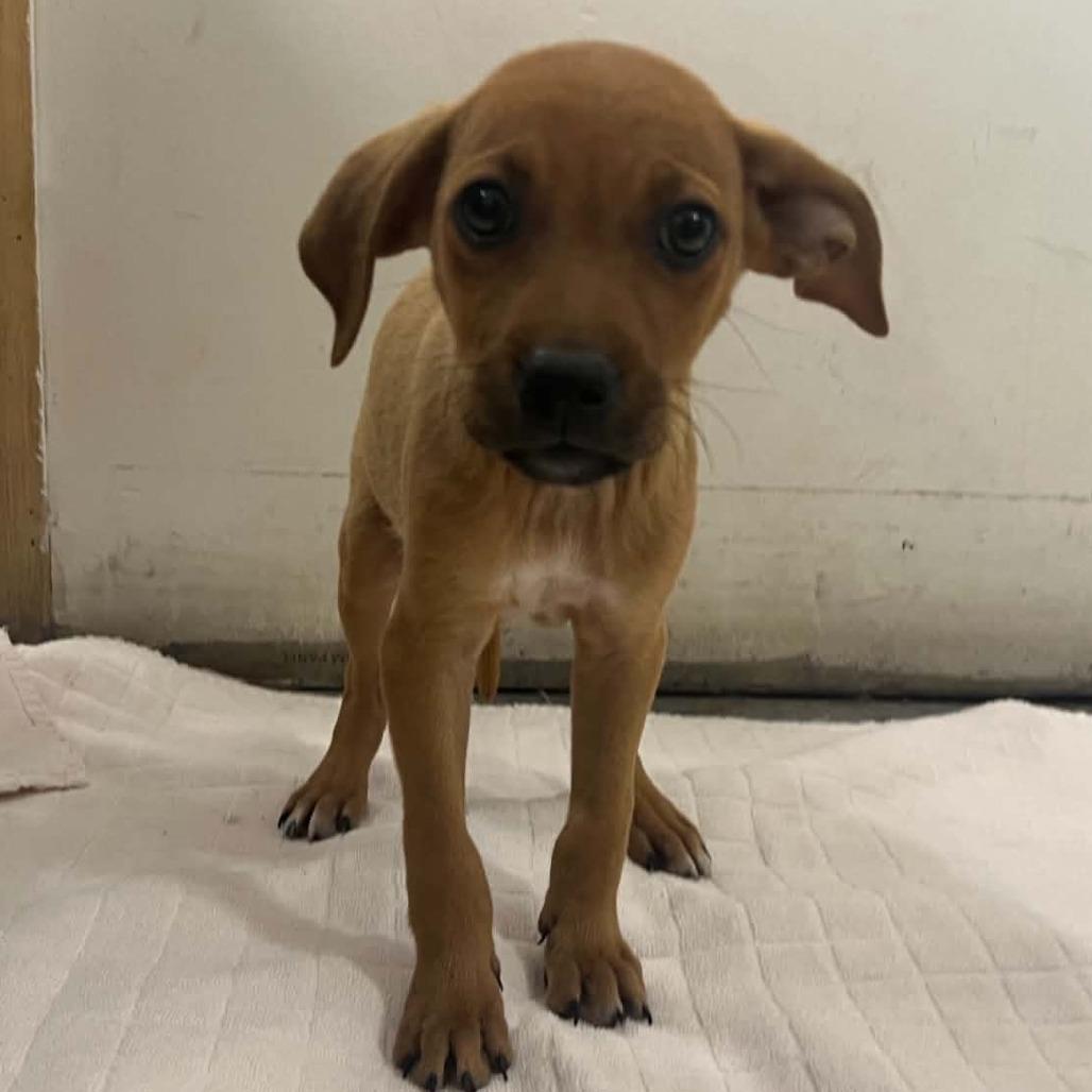 Drift 22746, a Adoptable mixed breed in Minneapolis, MN image 1/5