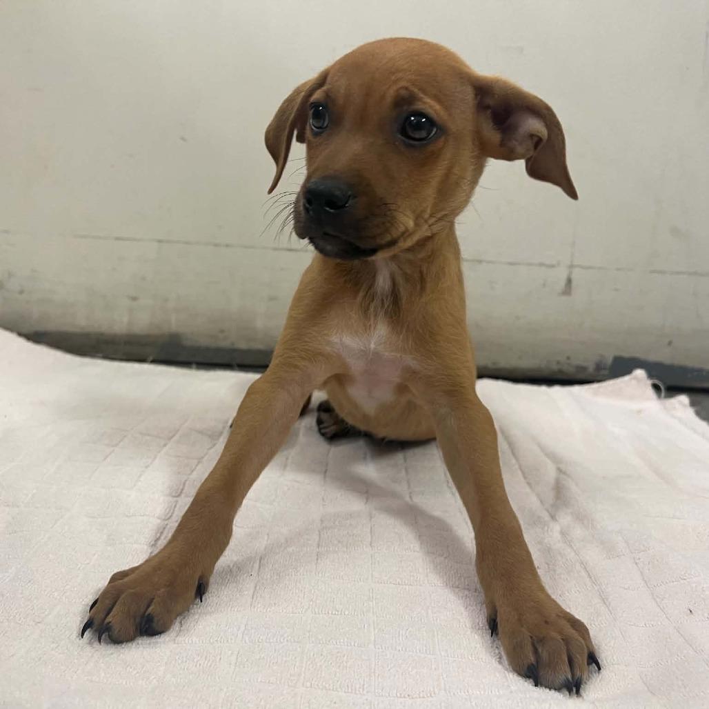 Drift 22746, a Adoptable mixed breed in Minneapolis, MN image 2/5