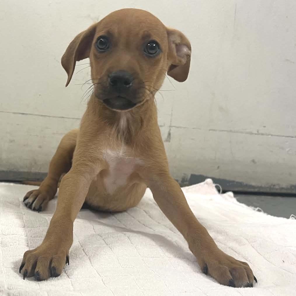 Drift 22746, a Adoptable mixed breed in Minneapolis, MN image 4/5