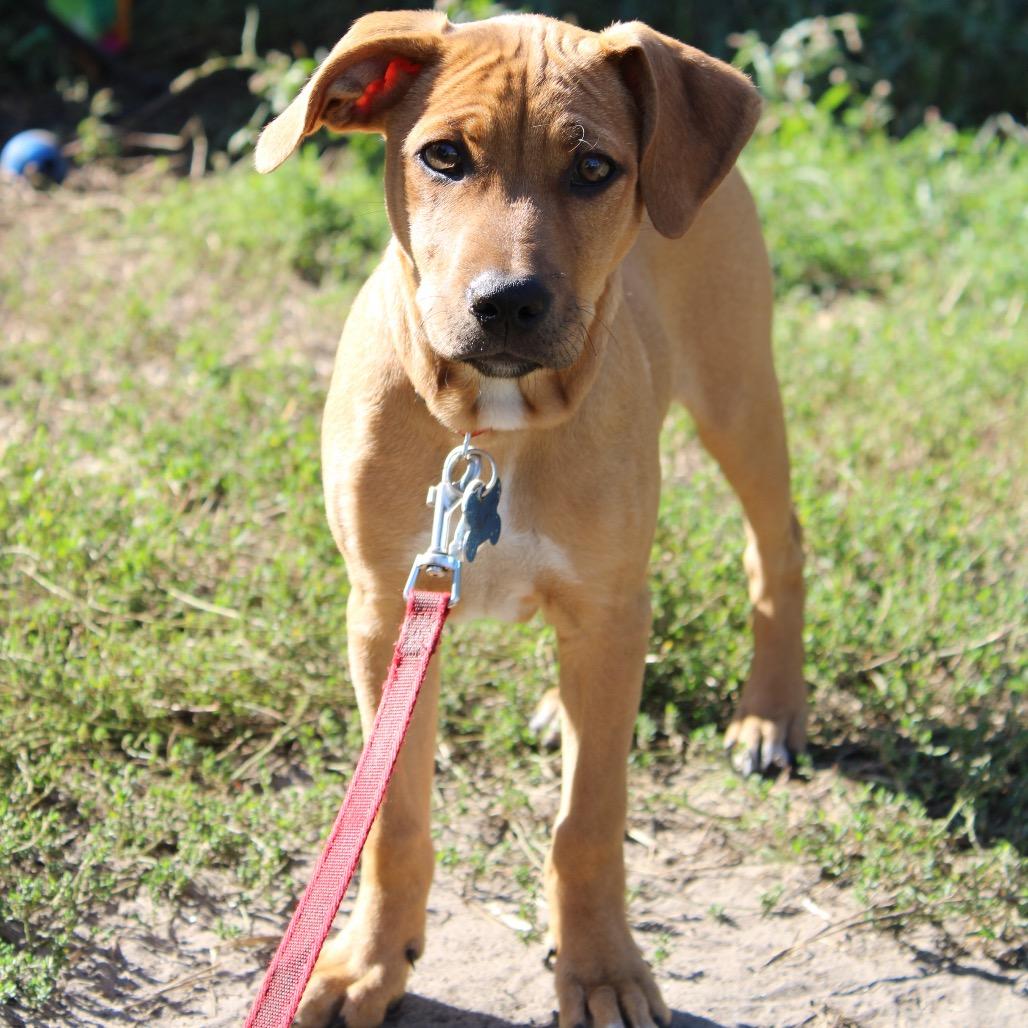 Enlarge Drift 22746, a Adoptable mixed breed in Minneapolis, MN image 5/6