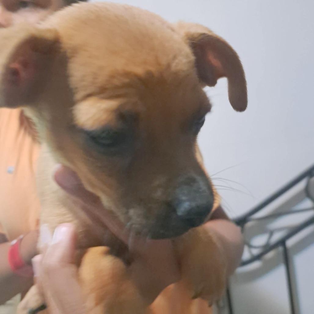 Drift 22746, a Adoptable mixed breed in Minneapolis, MN image 5/5