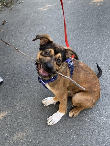Titus, Adoptable, Puppy Male German Shepherd Dog.