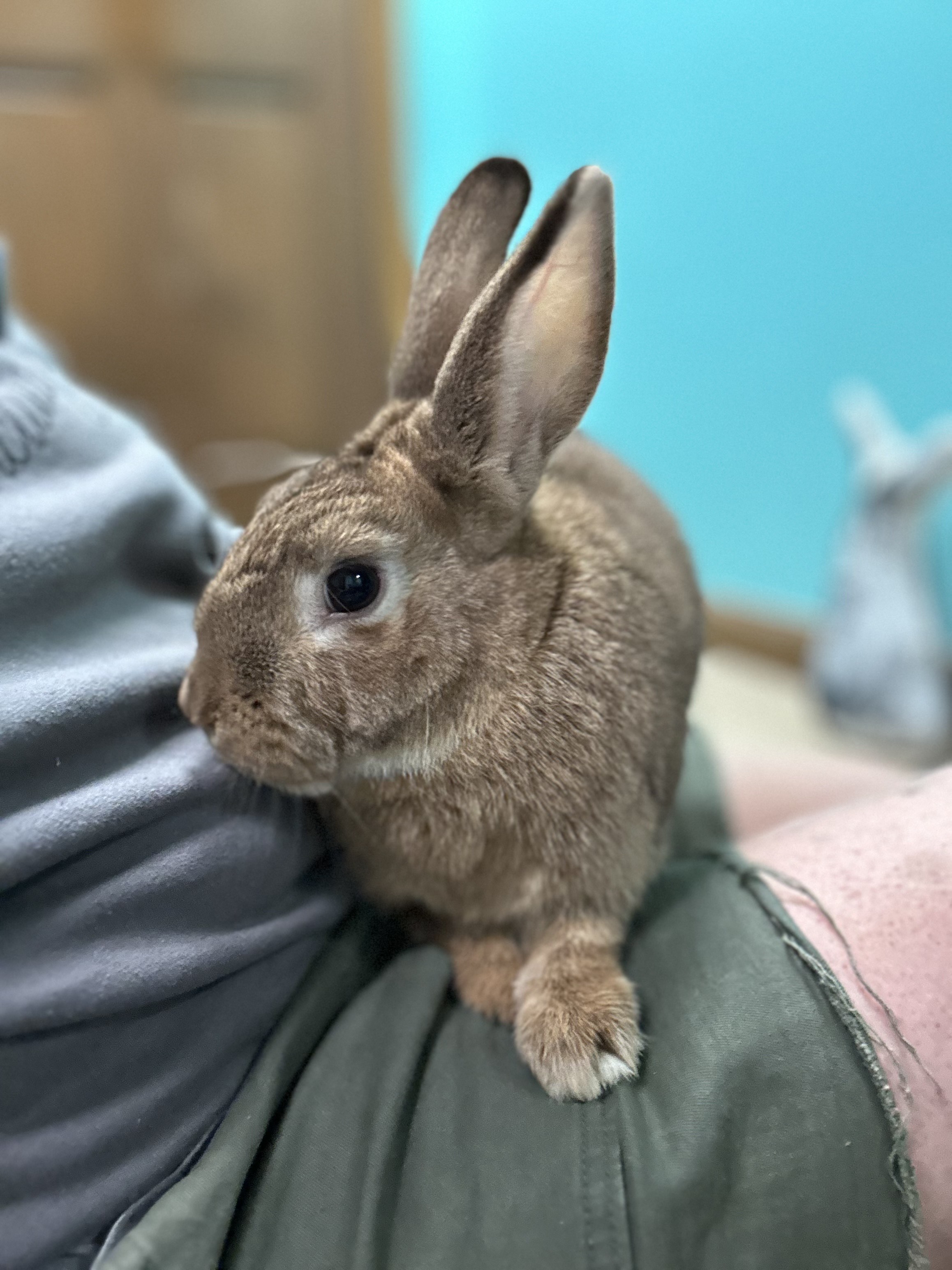 Rabbit for adoption Theo (Hurricane Helene Rescue), a New Zealand in