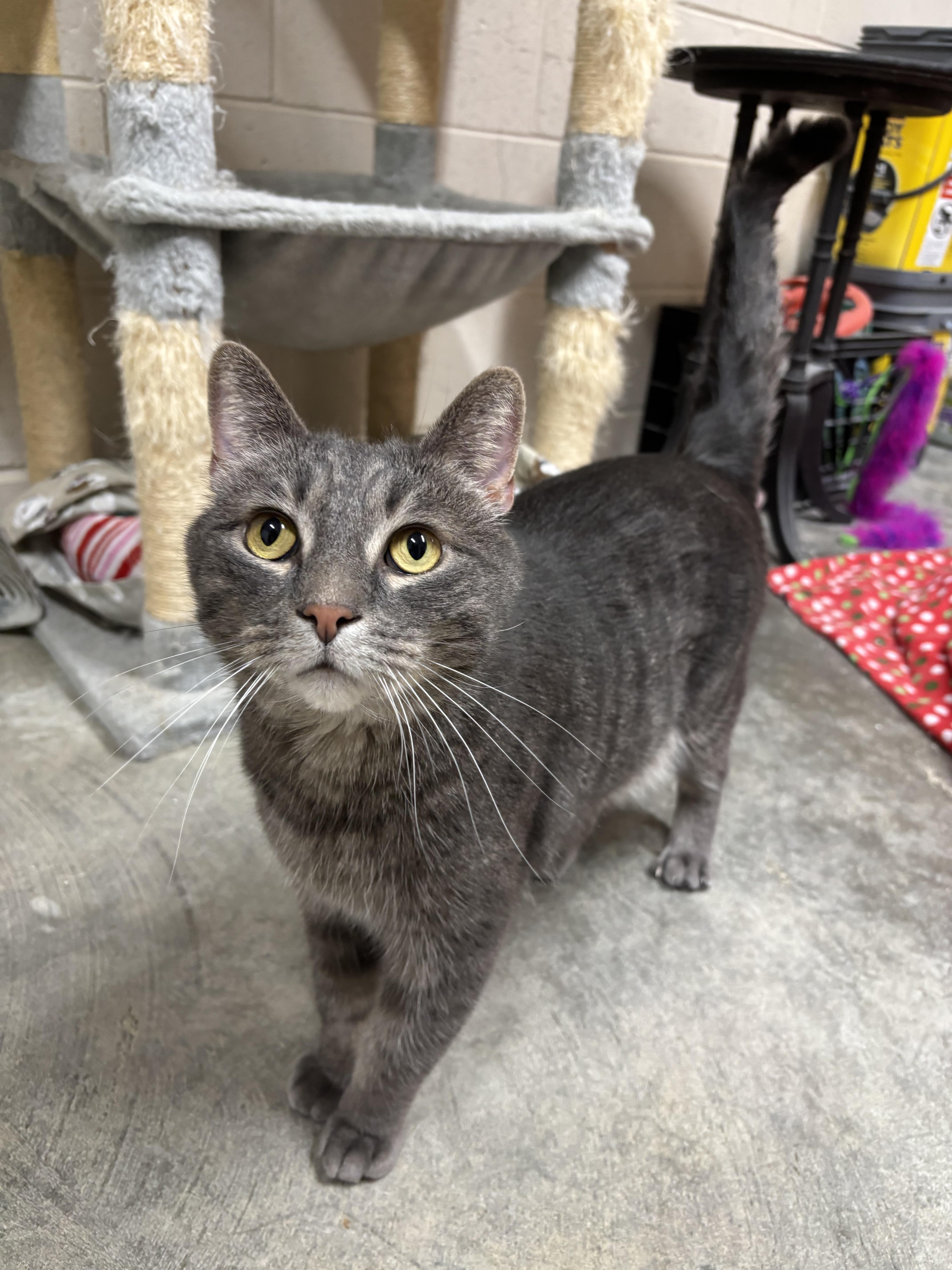 Enlarge Toby, a Adoptable Domestic Short Hair in St. Marys, WV image 1/3