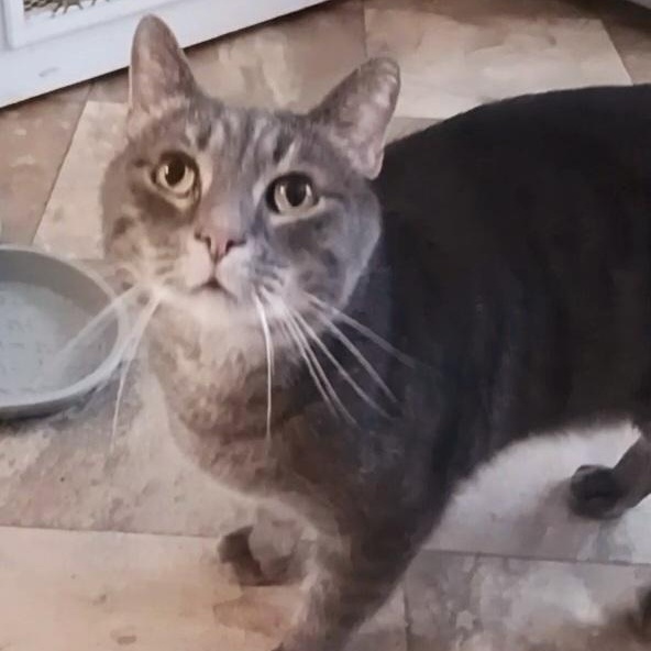 Enlarge Toby, a Adoptable Domestic Short Hair in St. Marys, WV image 3/3