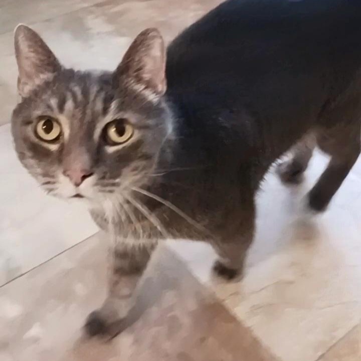 Enlarge Toby, a Adoptable Domestic Short Hair in St. Marys, WV image 2/3