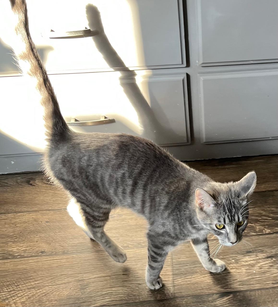 Enlarge Leonard, a ADOPTABLE Domestic Short Hair in Sartell, MN image 1/1