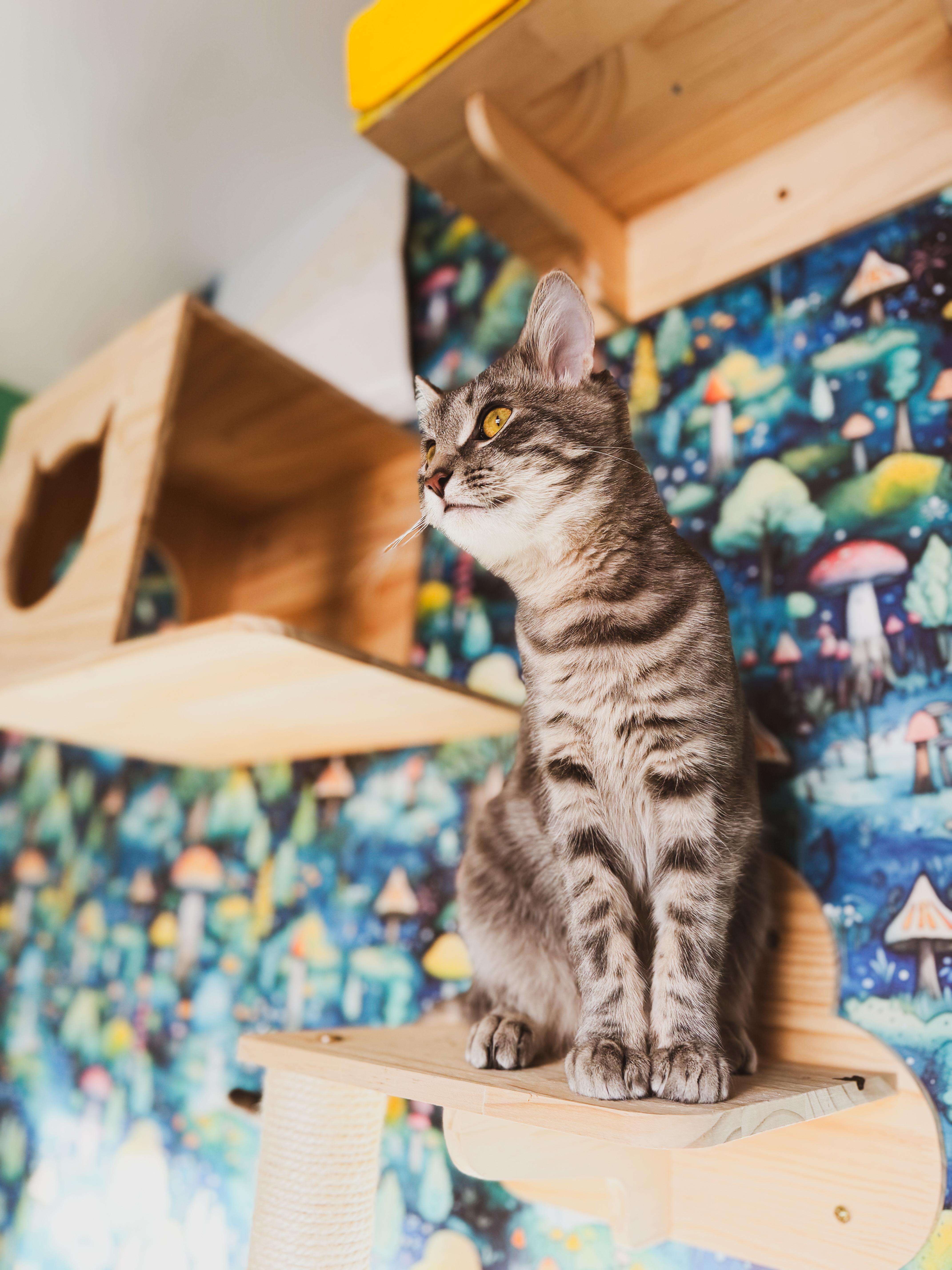 Enlarge Leonard, an adoptable Domestic Short Hair in Sartell, MN image 1/2