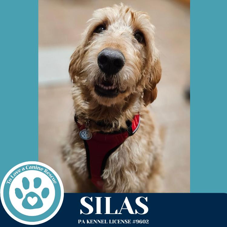 Silas 080925, Adoptable, Adult Male Golden Retriever & Poodle.