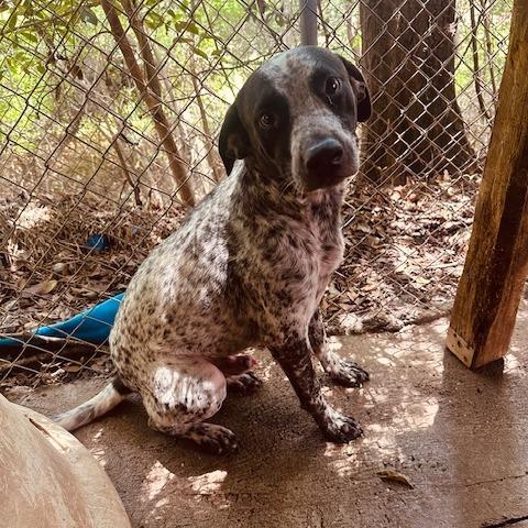 Finley, a Adoptable Australian Cattle Dog / Blue Heeler in Enterprise, AL image 1/4