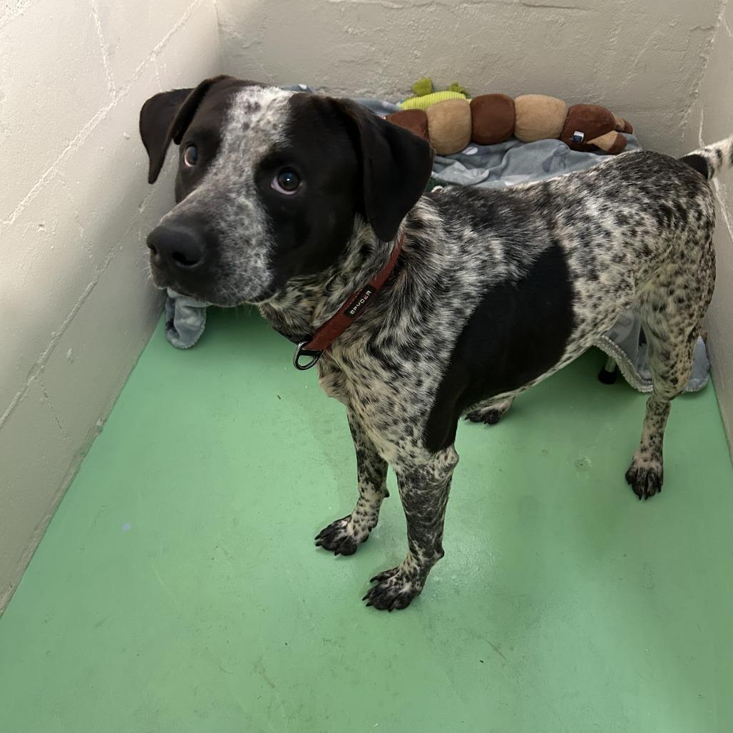 Finley, a Adoptable Australian Cattle Dog / Blue Heeler in Enterprise, AL image 1/3