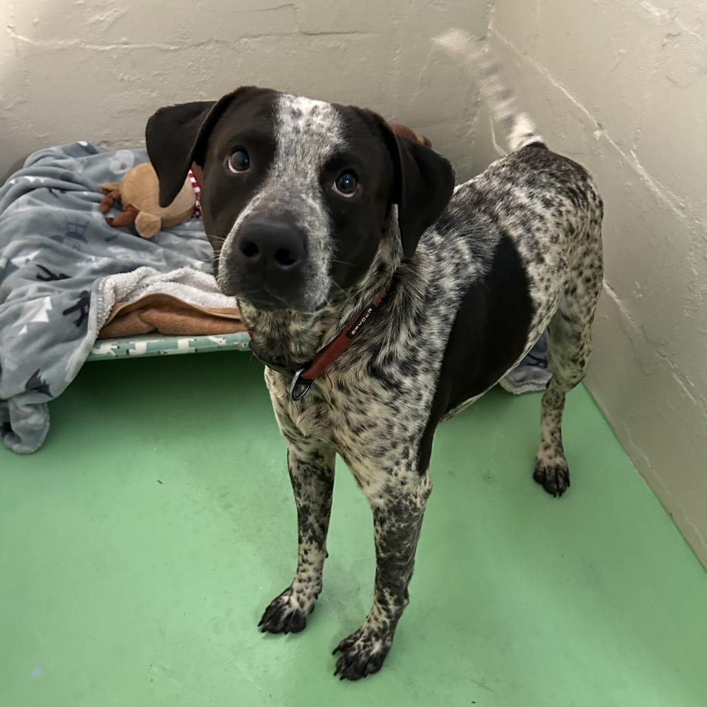 Finley, a Adoptable Australian Cattle Dog / Blue Heeler in Enterprise, AL image 2/3