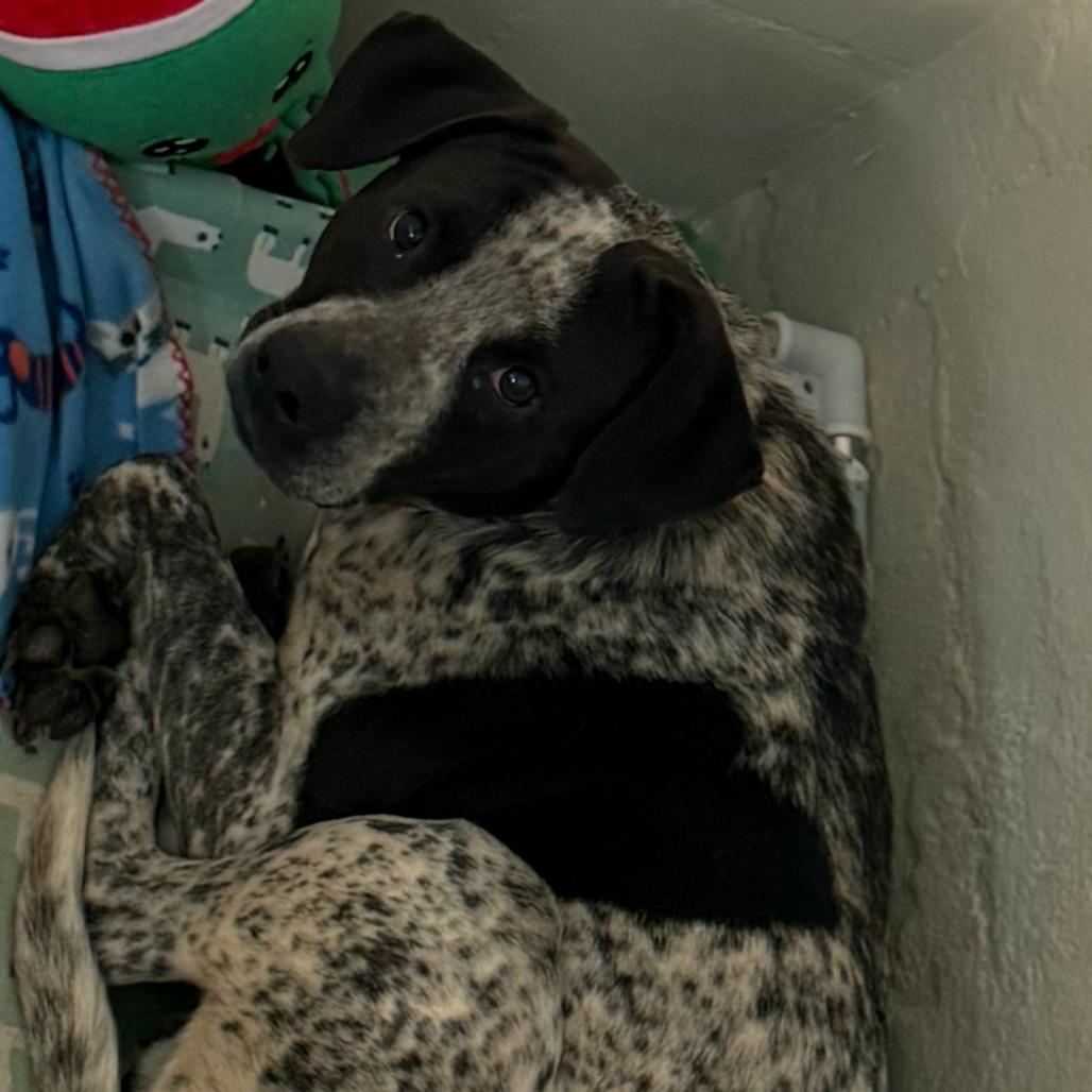 Finley, a Adoptable Australian Cattle Dog / Blue Heeler in Enterprise, AL image 3/3