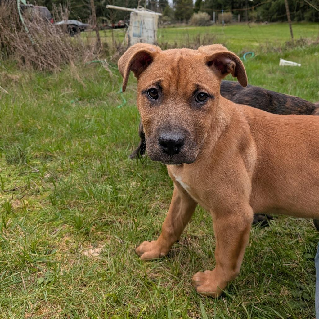 Bella, Adoptable, Puppy Female Pit Bull Terrier.