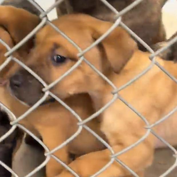 Bella, Adoptable, Puppy Female Pit Bull Terrier & Labrador Retriever.