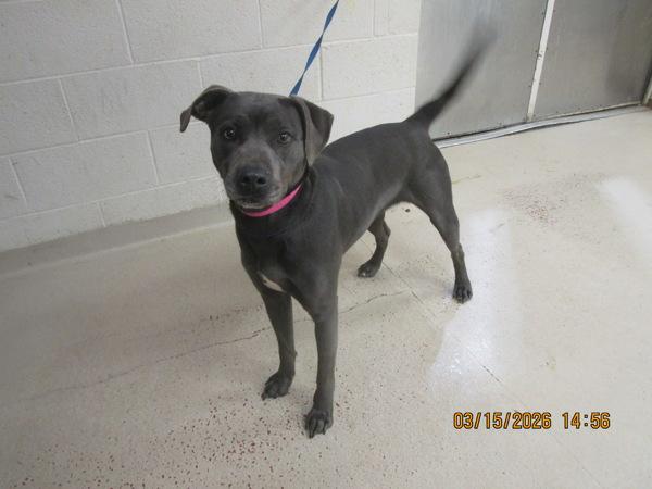 Enlarge Lyla (805), a Adoptable mixed breed in Marietta, GA image 1/1