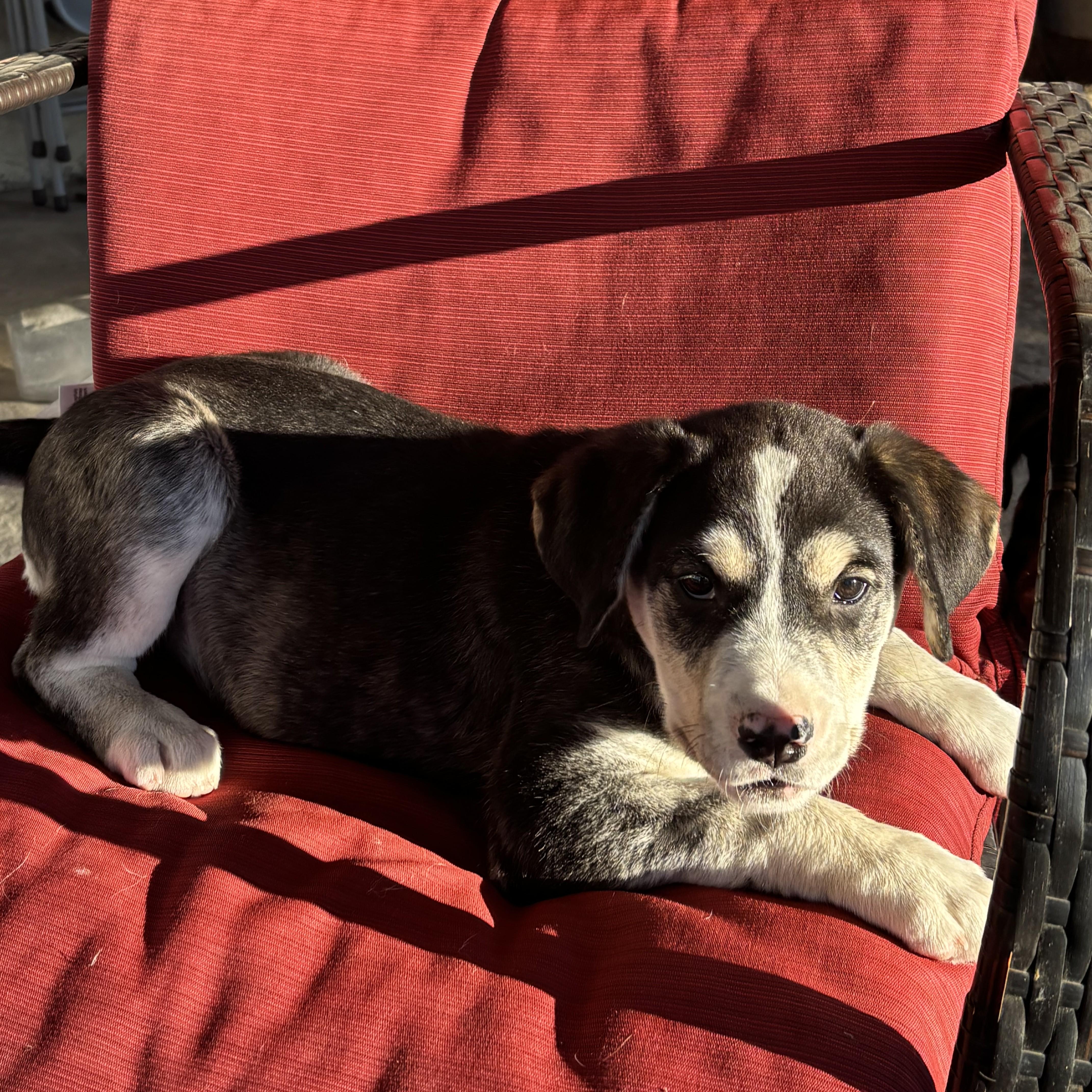 Enlarge Hershey, a Adoptable Mixed Breed in Saskatoon, SK image 2/4