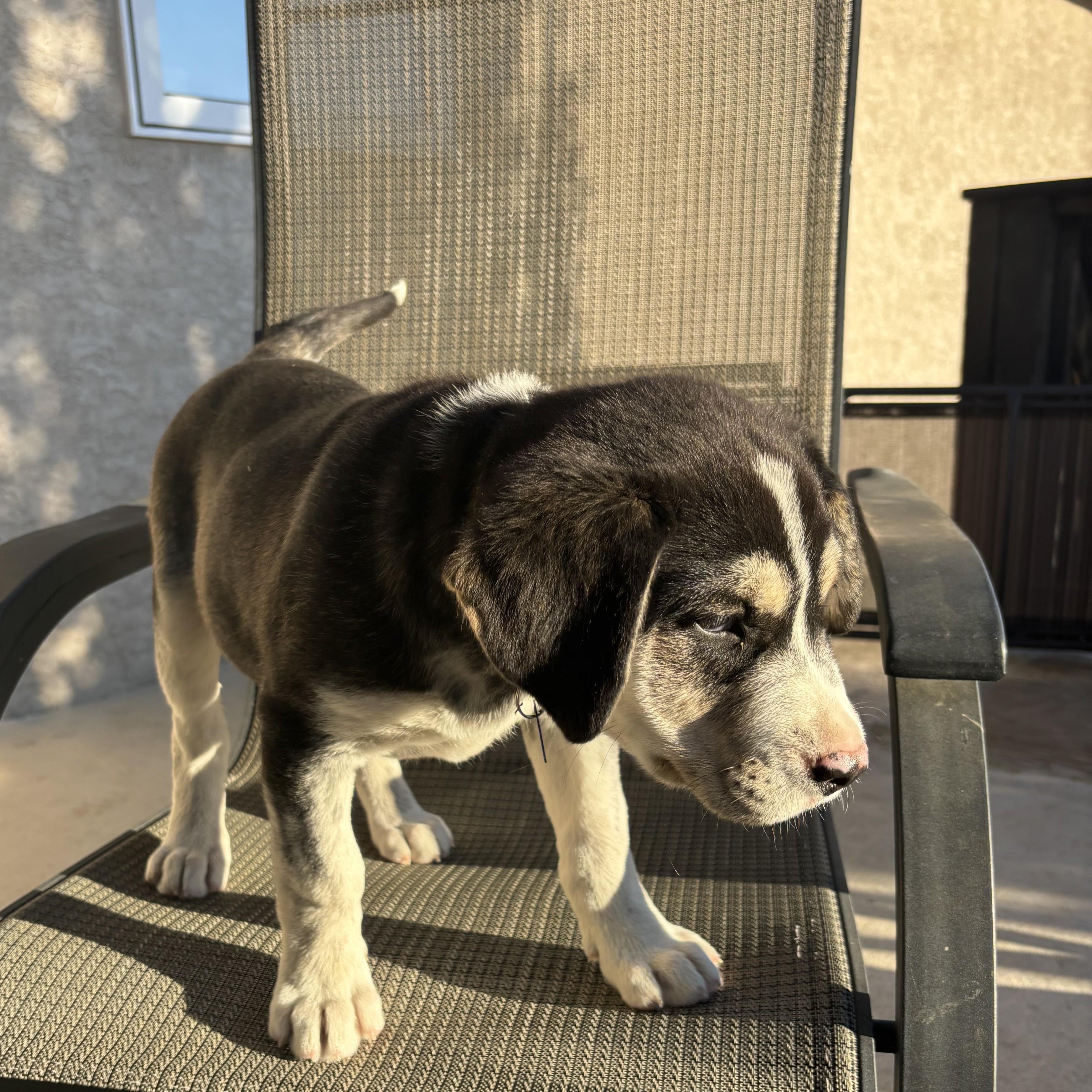 Enlarge Hershey, a Adoptable Mixed Breed in Saskatoon, SK image 4/4