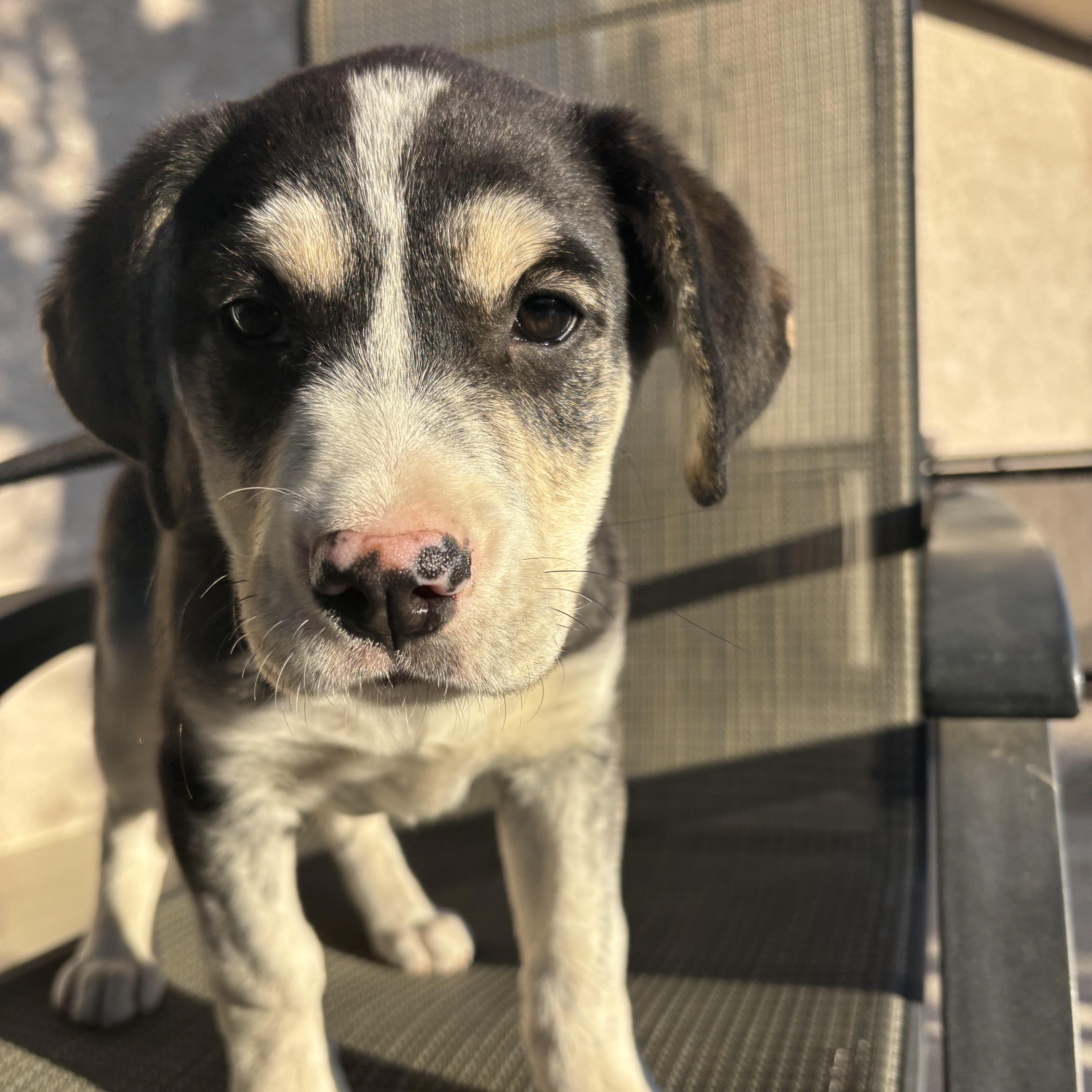 Enlarge Hershey, a Adoptable Mixed Breed in Saskatoon, SK image 1/4