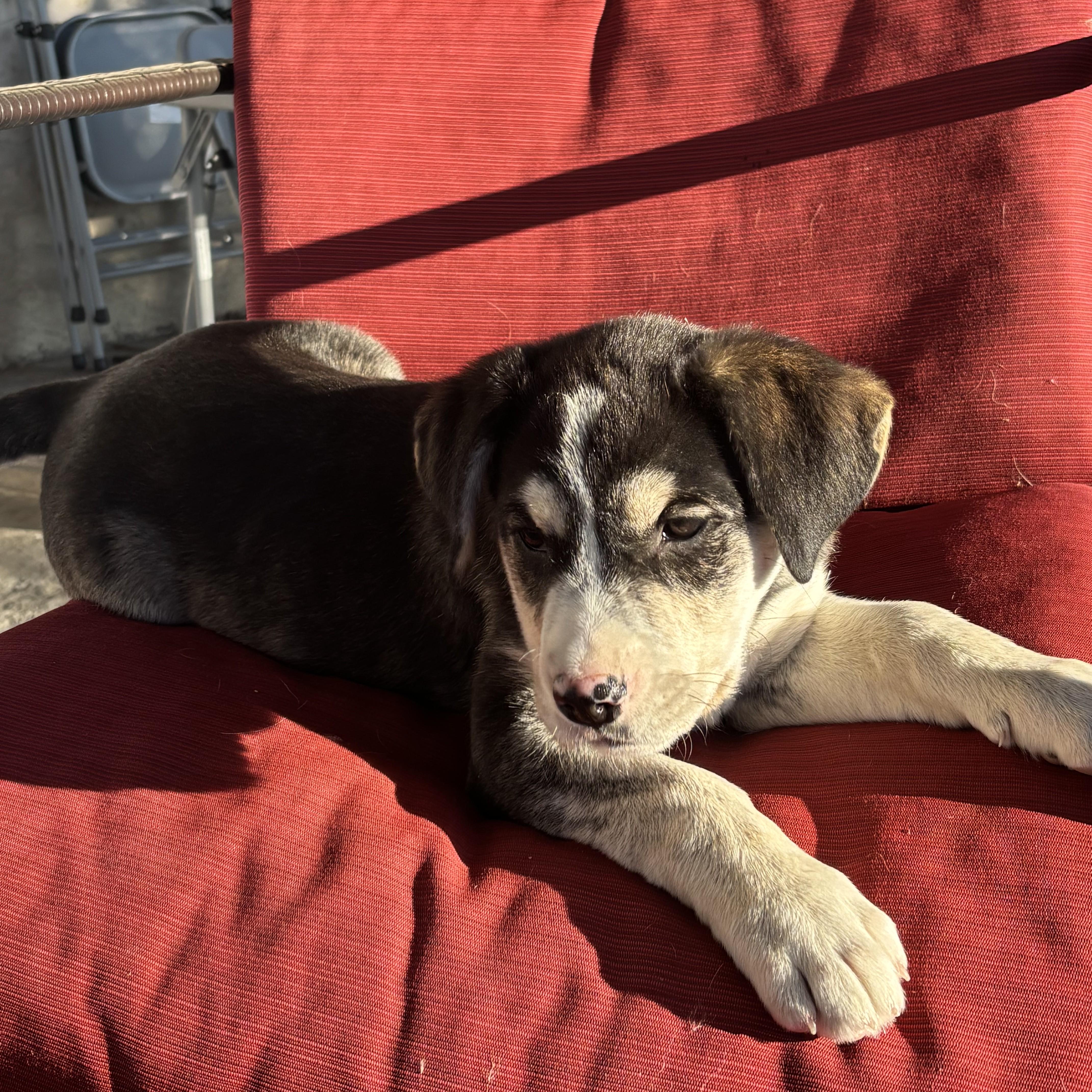 Enlarge Hershey, a Adoptable Mixed Breed in Saskatoon, SK image 3/4