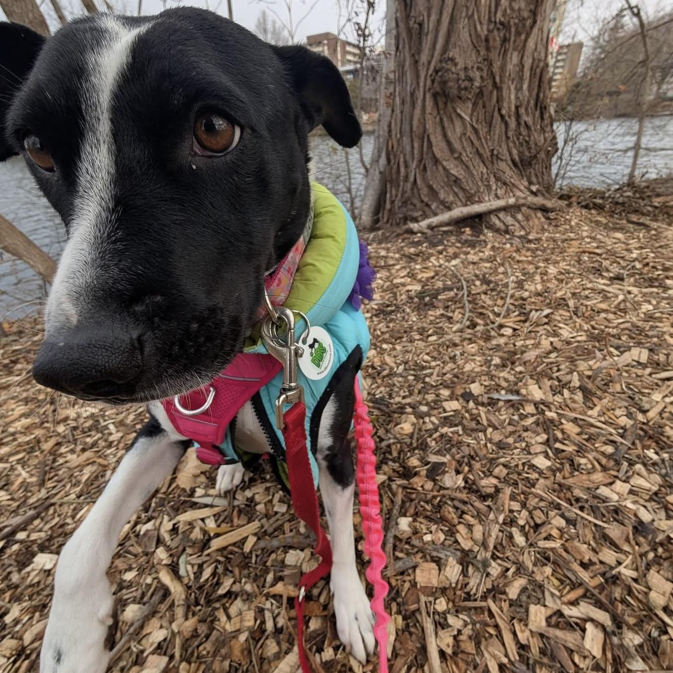 Dixi, a ADOPTABLE mixed breed in Windsor, ON image 4/6