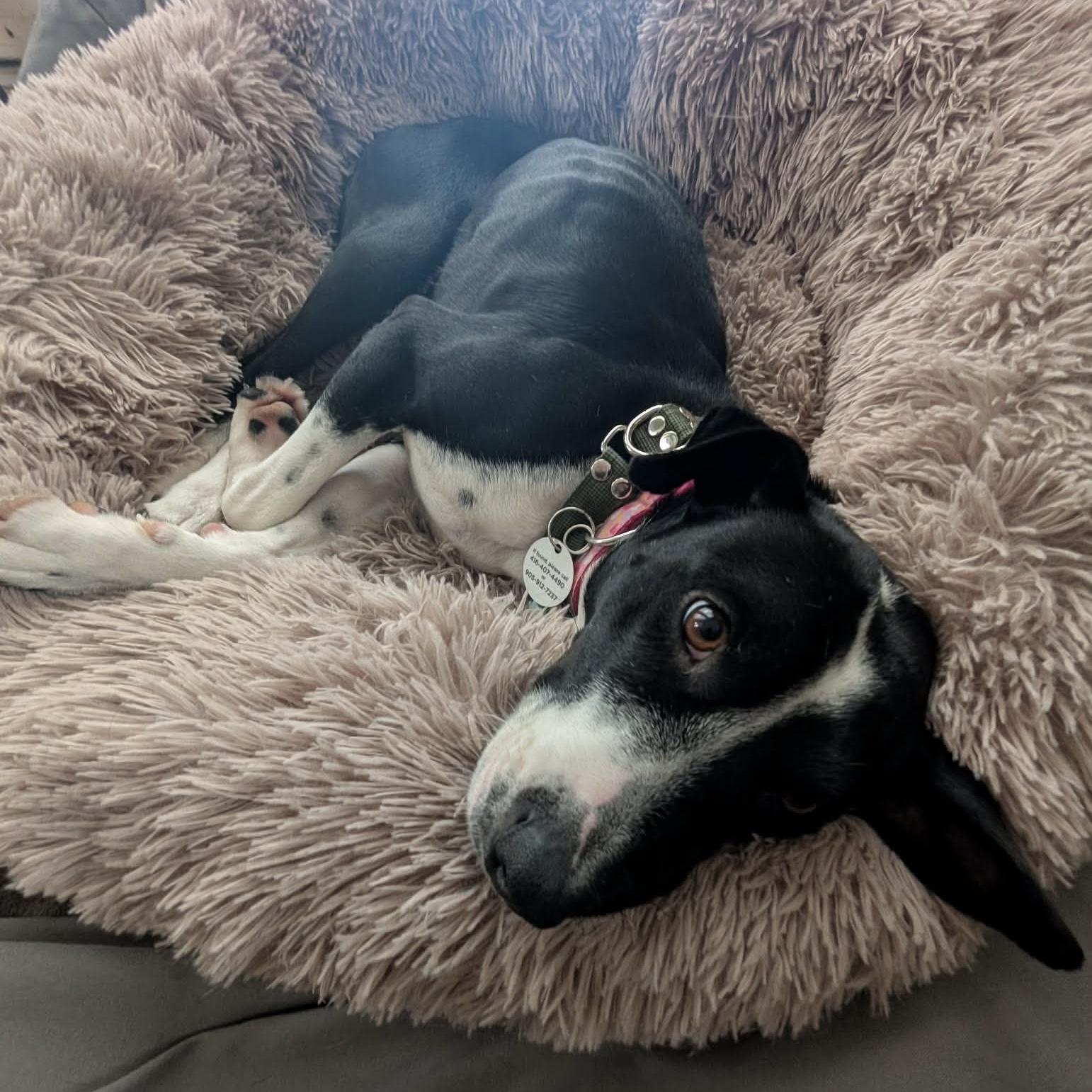 Dixi, a ADOPTABLE mixed breed in Windsor, ON image 5/6