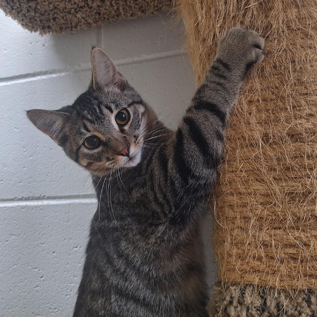 Enlarge Homer, a Adoptable Domestic Short Hair in Albert Lea, MN image 4/4