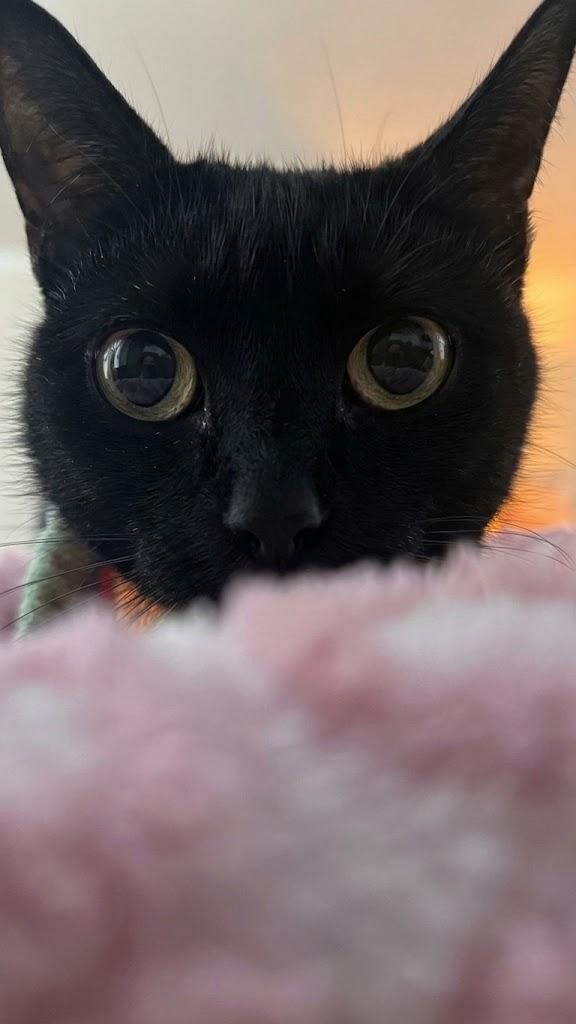 Enlarge Root, a Adoptable Domestic Short Hair in Cambridge, ON image 4/4