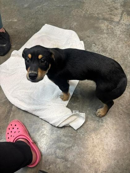 Enlarge Trefoils, a Adoptable mixed breed in Paducah, KY image 1/1