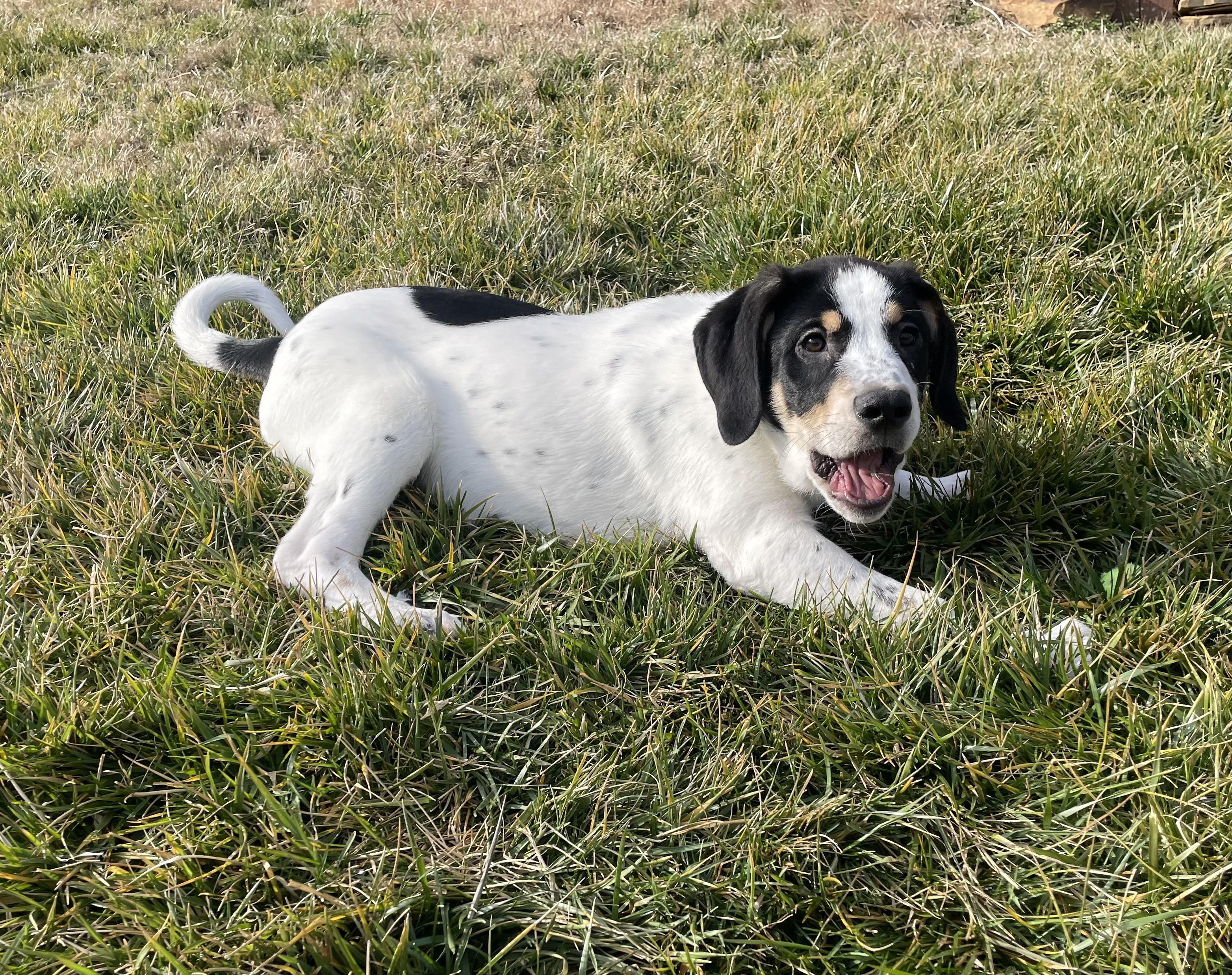 Enlarge Valentino, an adopted mixed breed in Albany, NY image 3/6