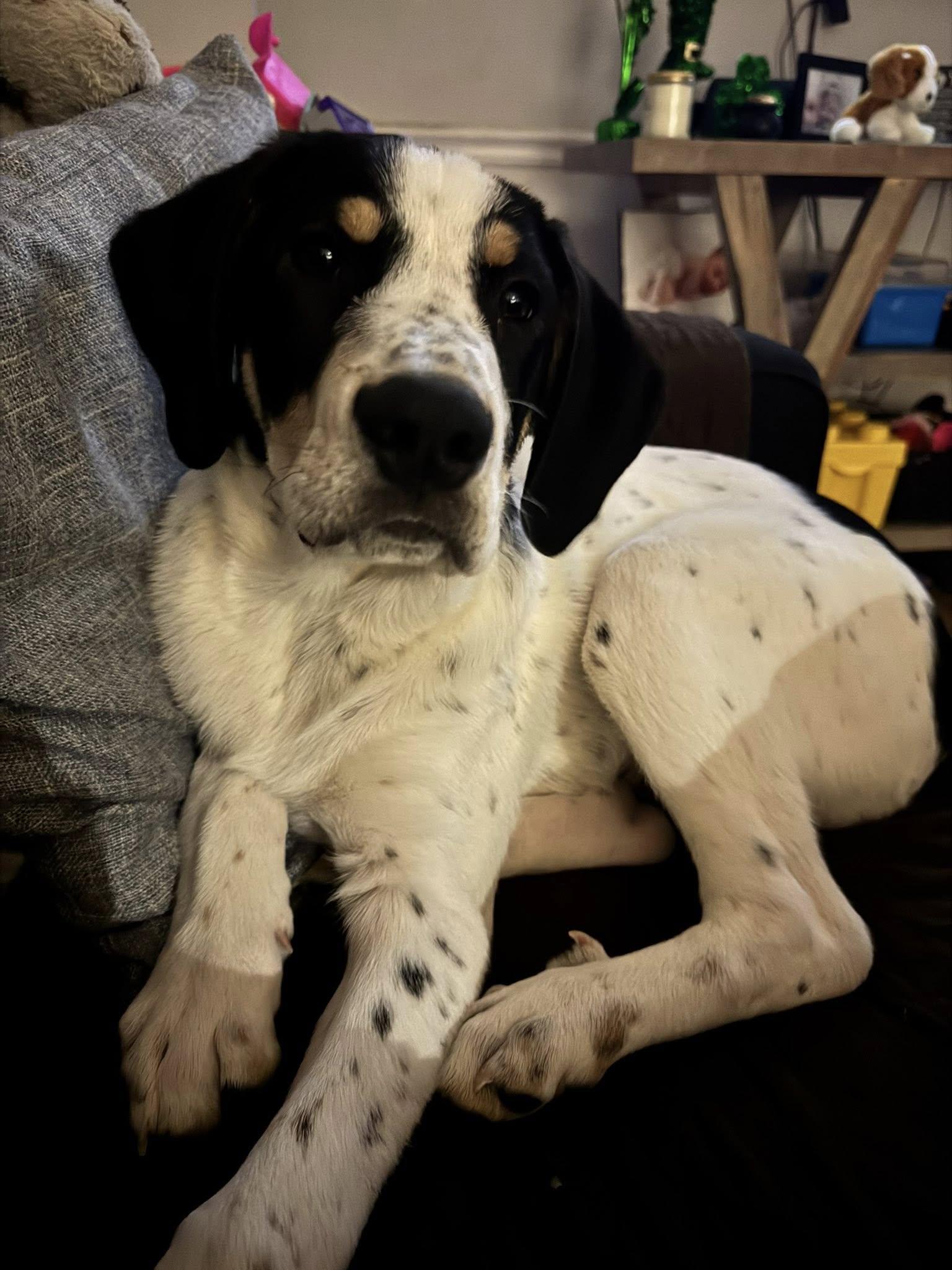 Enlarge Valentino, an adopted mixed breed in Albany, NY image 6/6