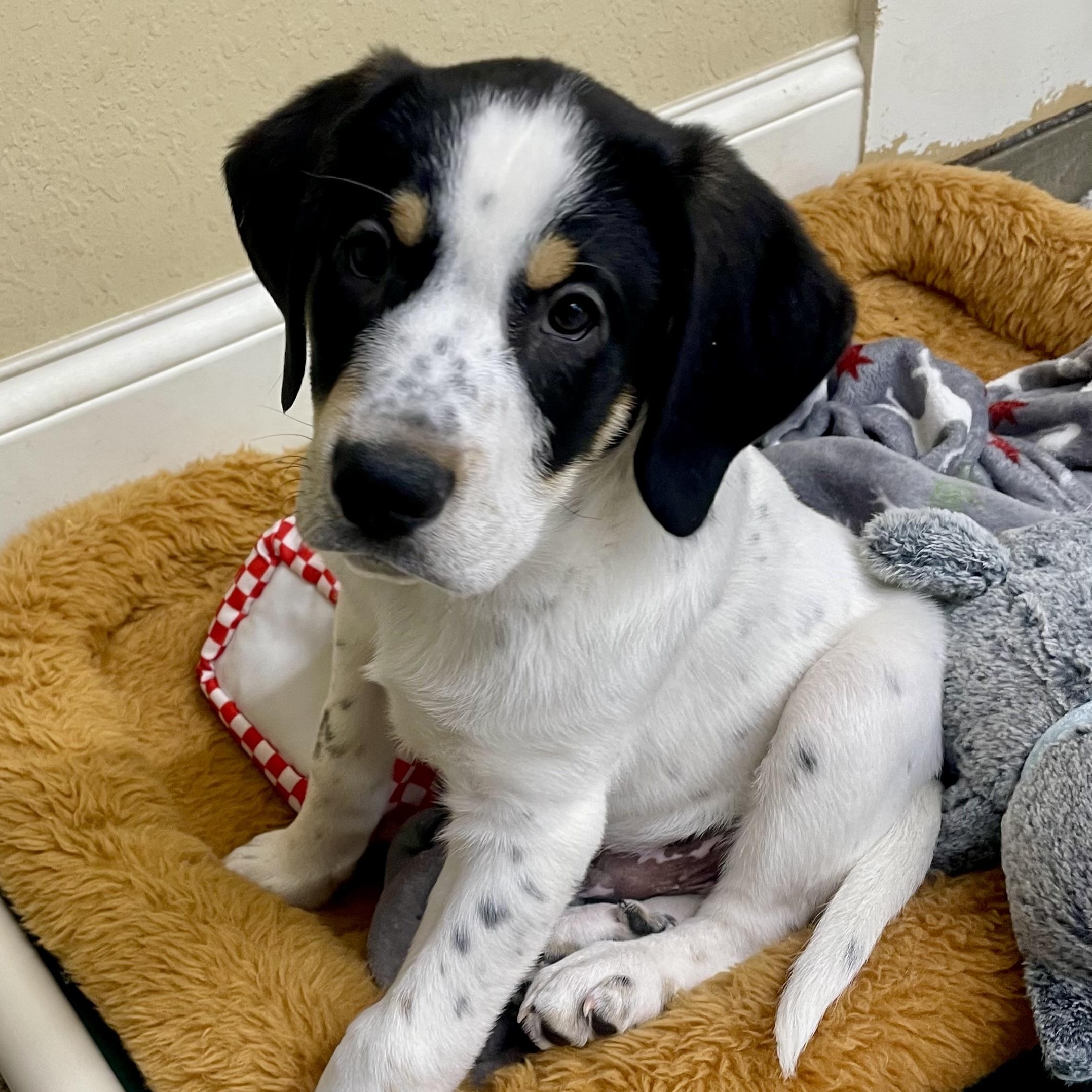 Enlarge Valentino, an adopted mixed breed in Albany, NY image 2/6