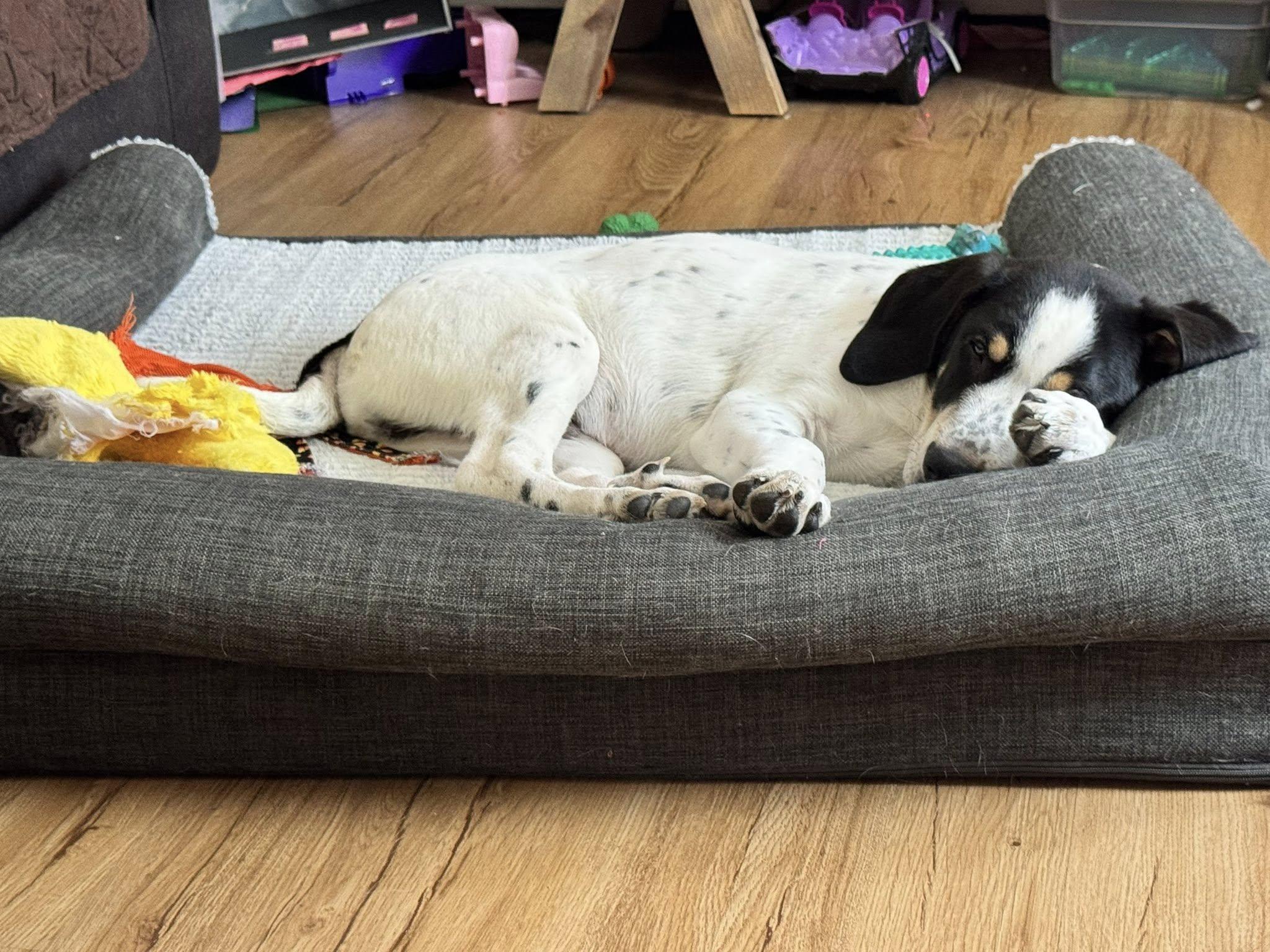 Enlarge Valentino, an adopted mixed breed in Albany, NY image 5/6