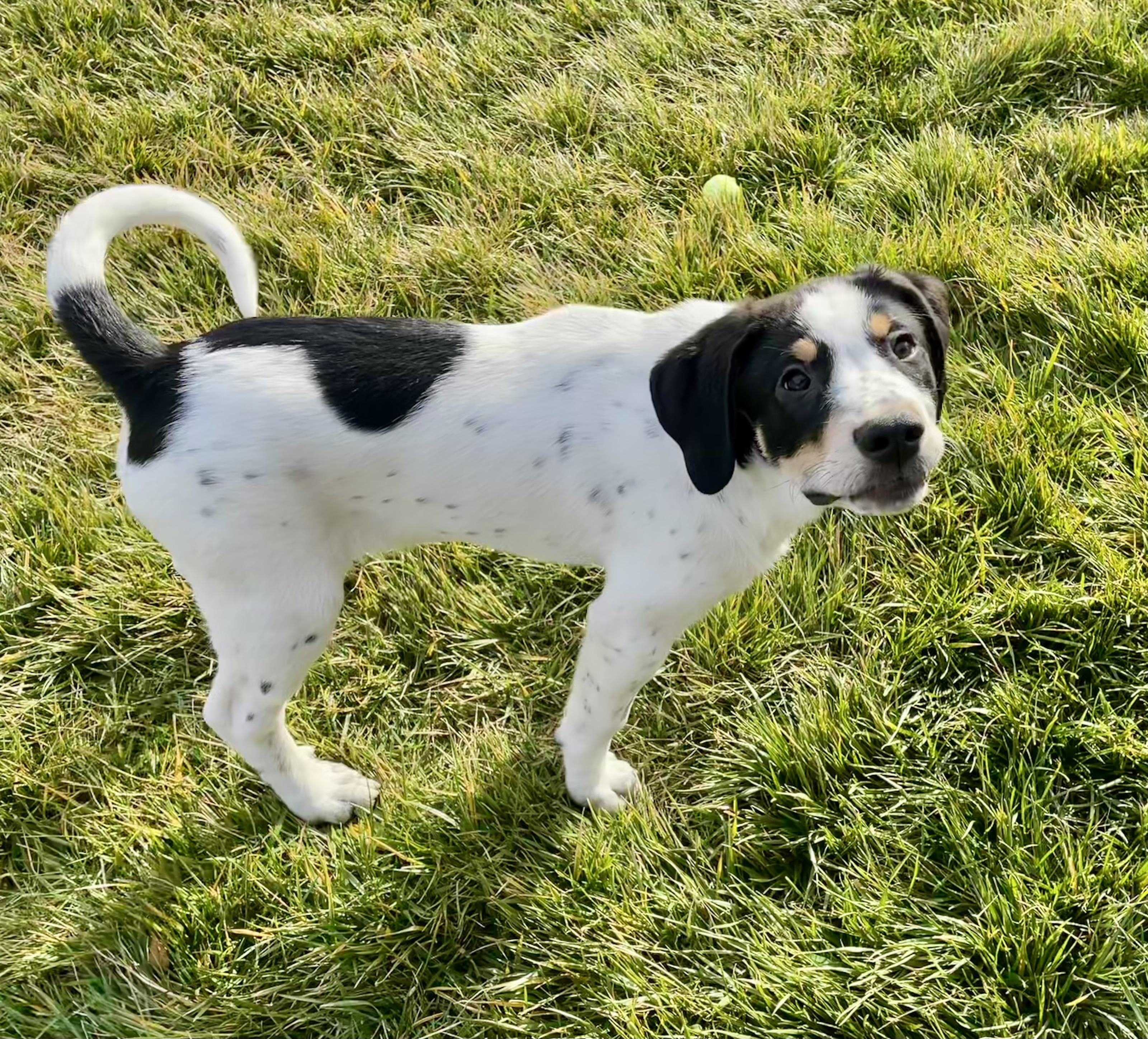 Enlarge Valentino, an adopted mixed breed in Albany, NY image 4/6