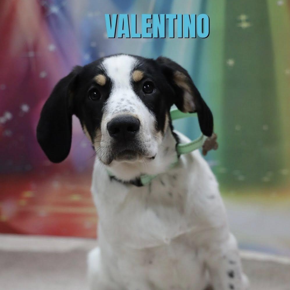 Enlarge Valentino, an adopted mixed breed in Albany, NY image 1/6