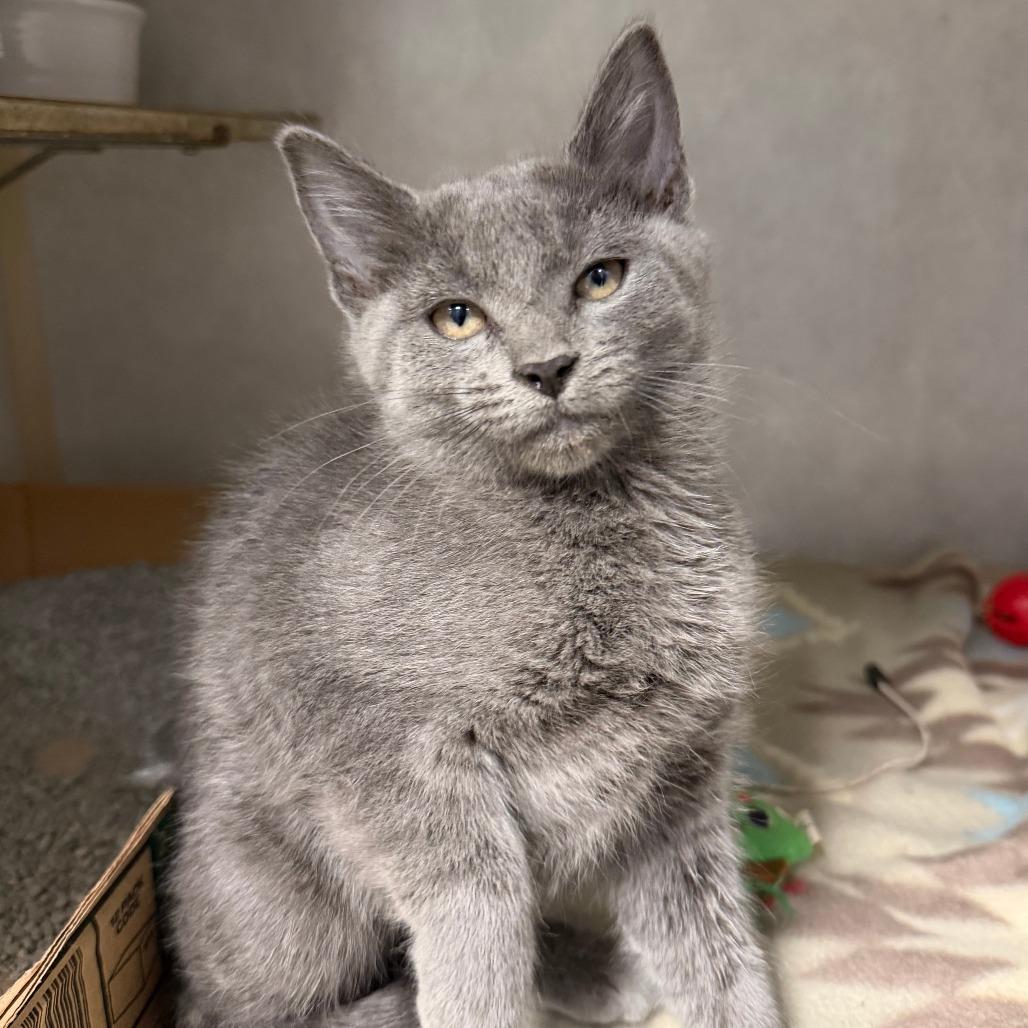 Trixie, Adoptable, Kitten Female Domestic Short Hair.