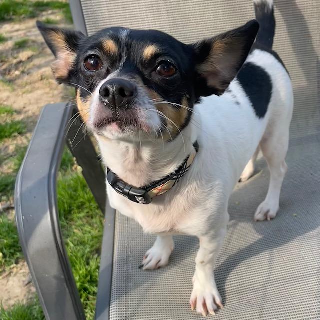 Enlarge Lady, an adopted Chihuahua in Memphis, TN image 2/4