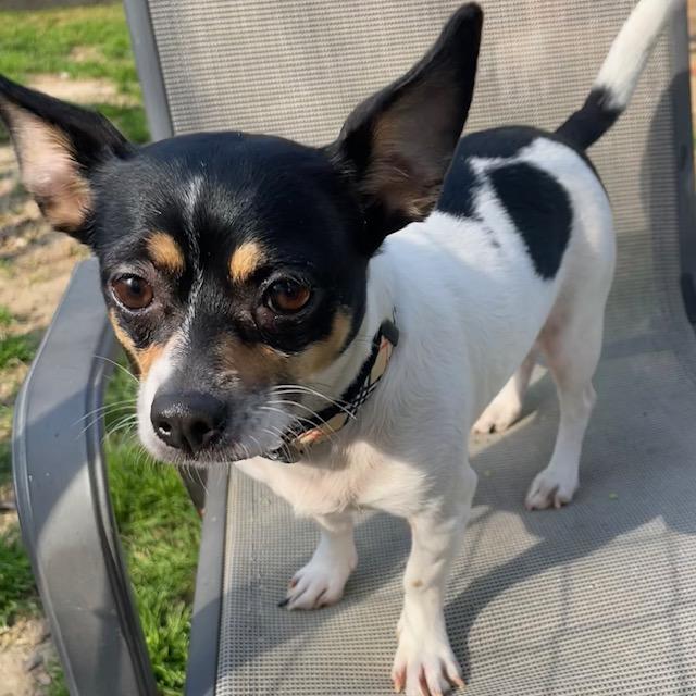 Lady, adopted, Adult Female Chihuahua.