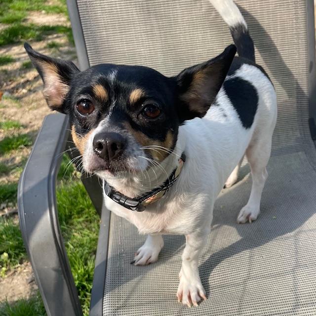 Enlarge Lady, an adopted Chihuahua in Memphis, TN image 4/4