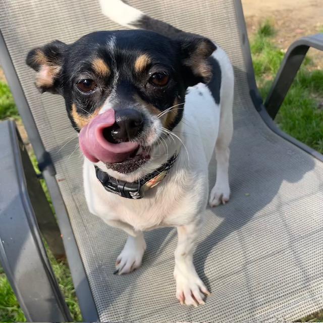 Enlarge Lady, an adopted Chihuahua in Memphis, TN image 3/4