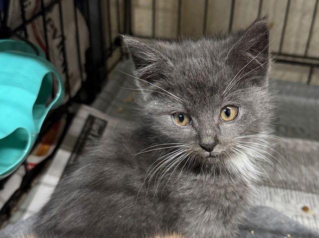 Rezzy, Adopted, Young Female Domestic Medium Hair.