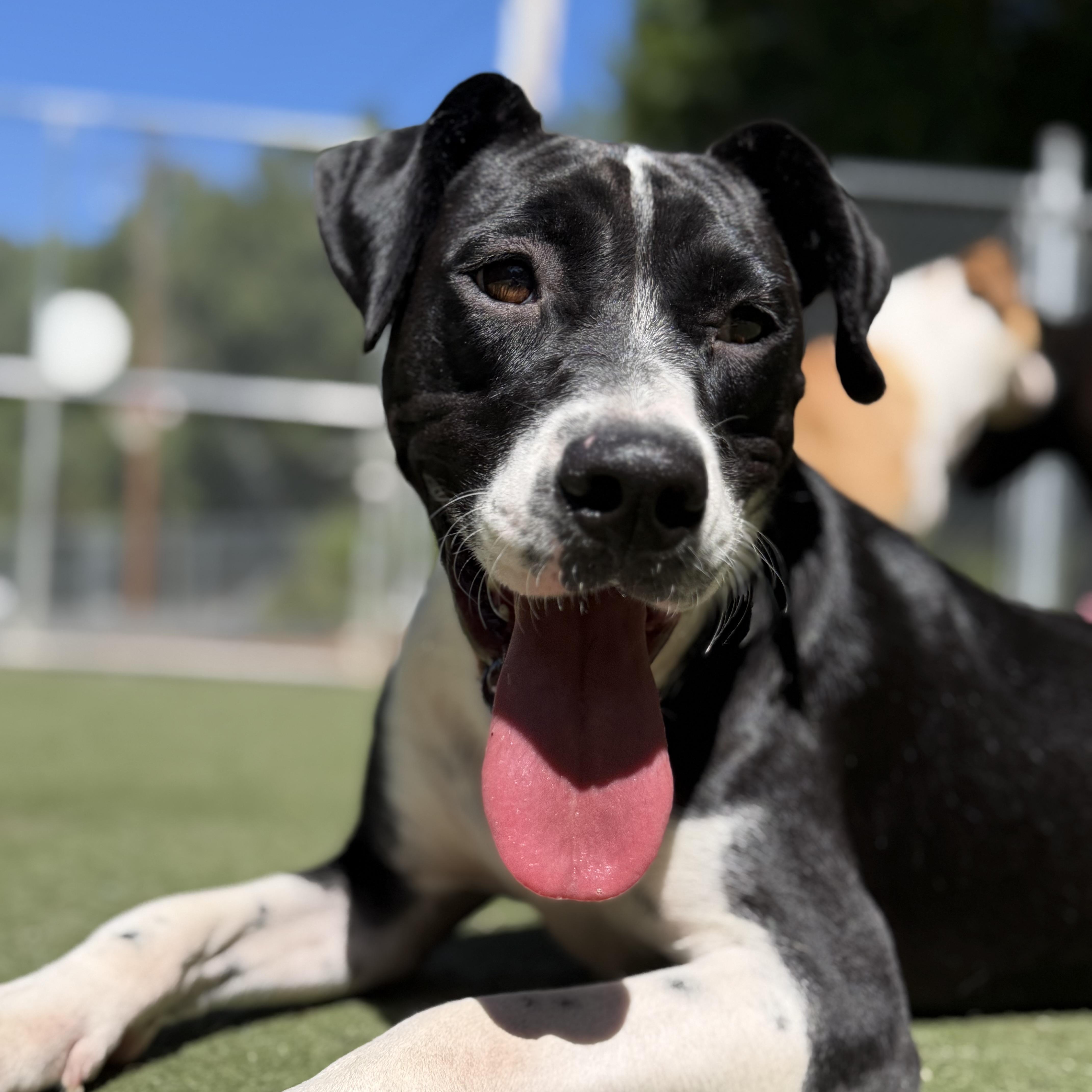 Enlarge Serafina, a Adoptable mixed breed in Charlotte, NC image 2/6