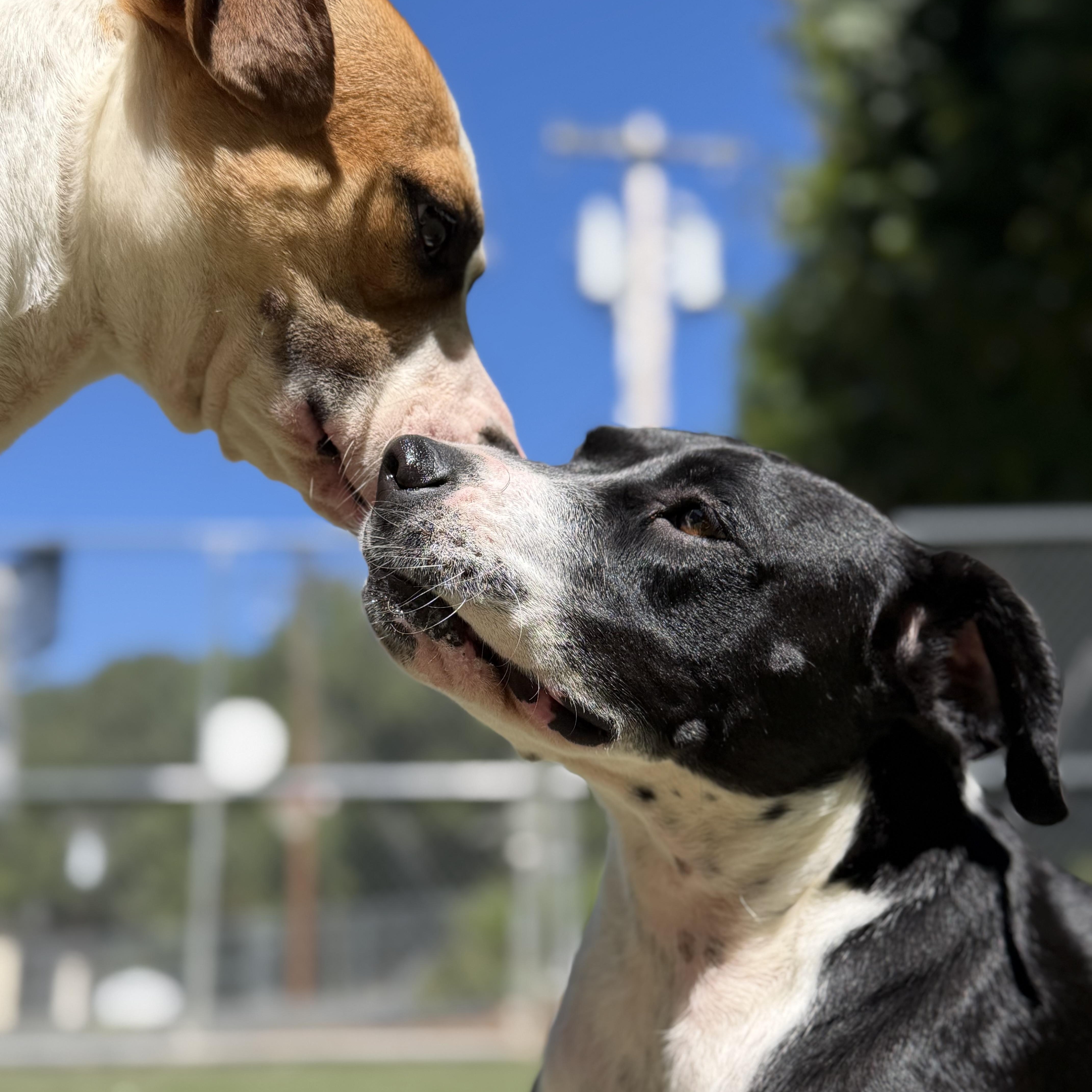 Enlarge Serafina, a Adoptable mixed breed in Charlotte, NC image 3/6